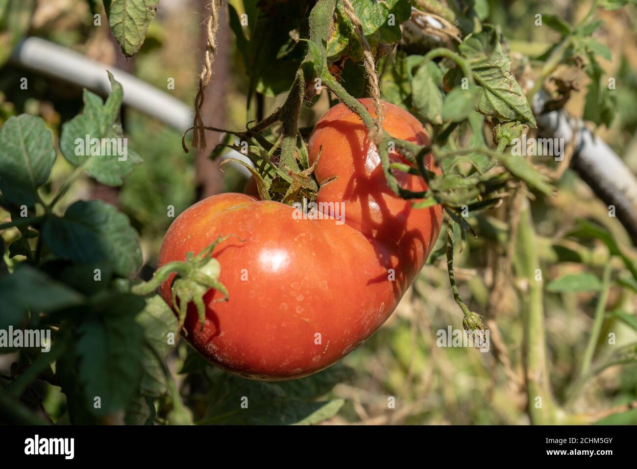 Grande tomate rose sur une brousse dans un jardin. Récolte de tomates d'automne Banque D'Images