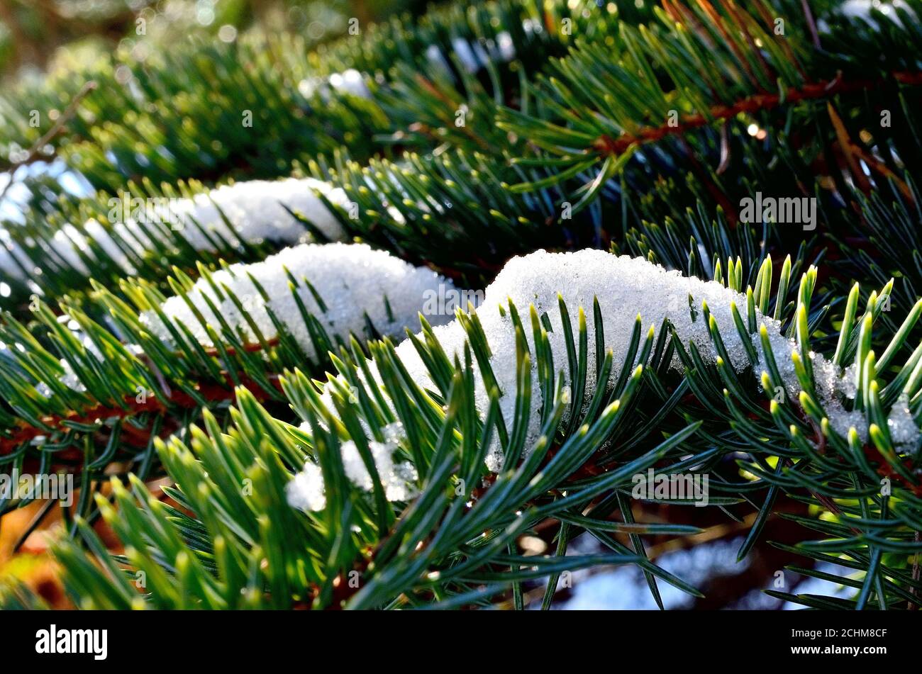 Gros plan d'une branche de pin couverte de neige en hiver en Transylvanie. Banque D'Images