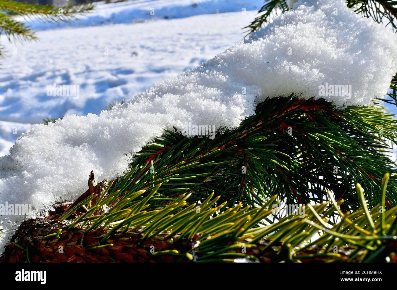 Gros plan d'une branche de pin couverte de neige en hiver en Transylvanie. Banque D'Images