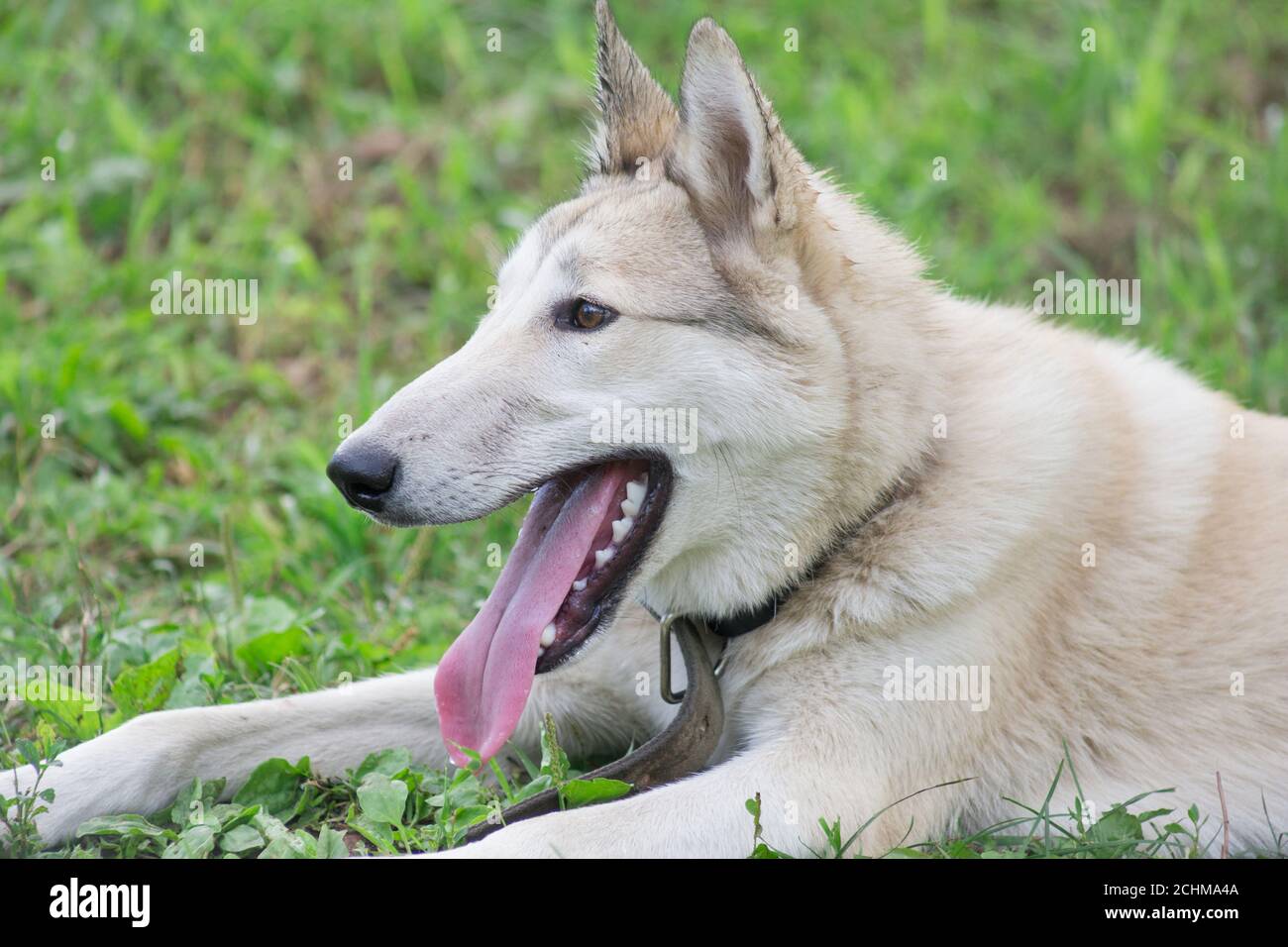 Le mignon petit chiot laika sibérien de l'ouest est couché sur une herbe verte dans le parc d'été. Gros plan. Animaux de compagnie. Chien de race. Banque D'Images