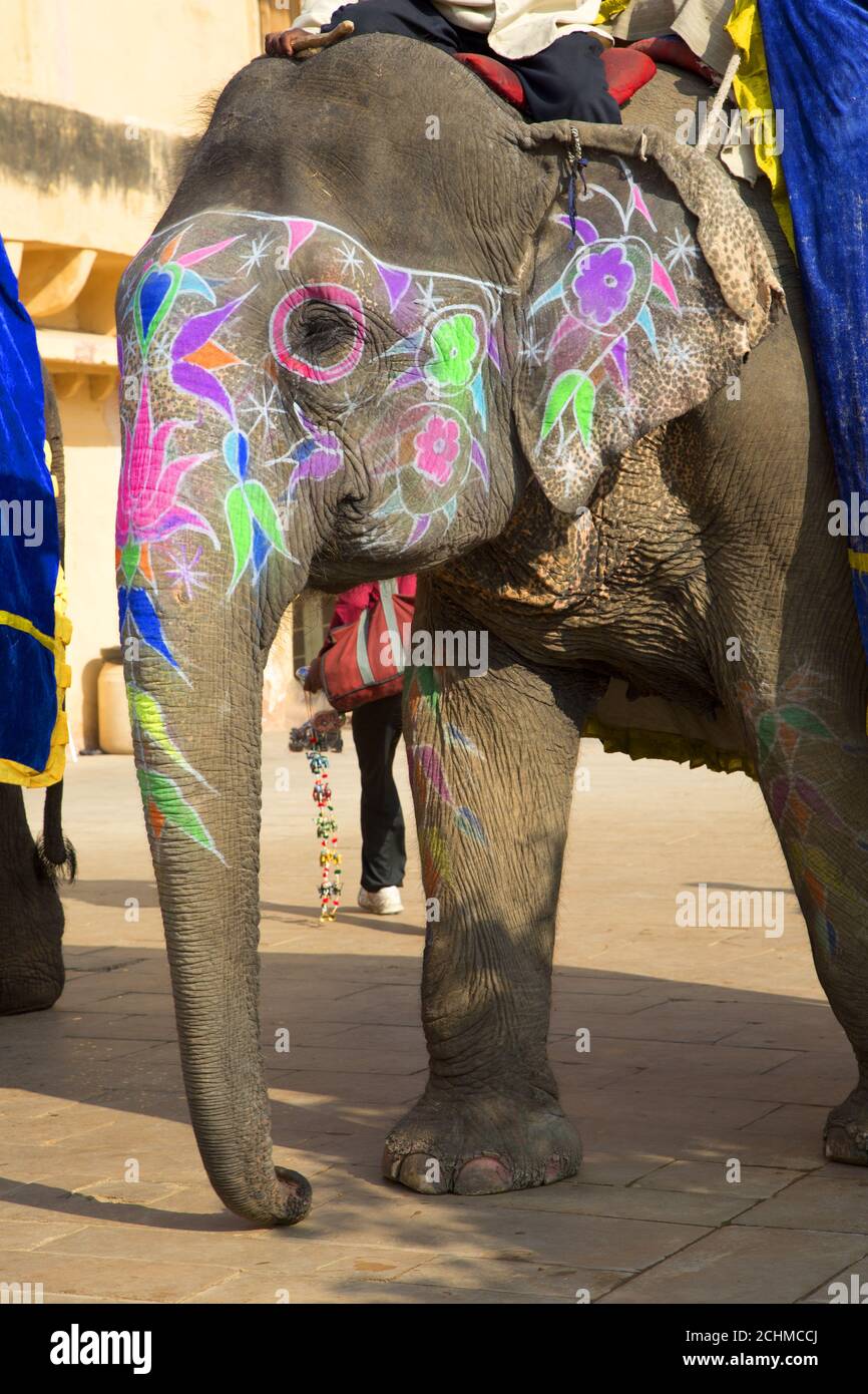 Gros plan de l'éléphant indien peint Banque D'Images