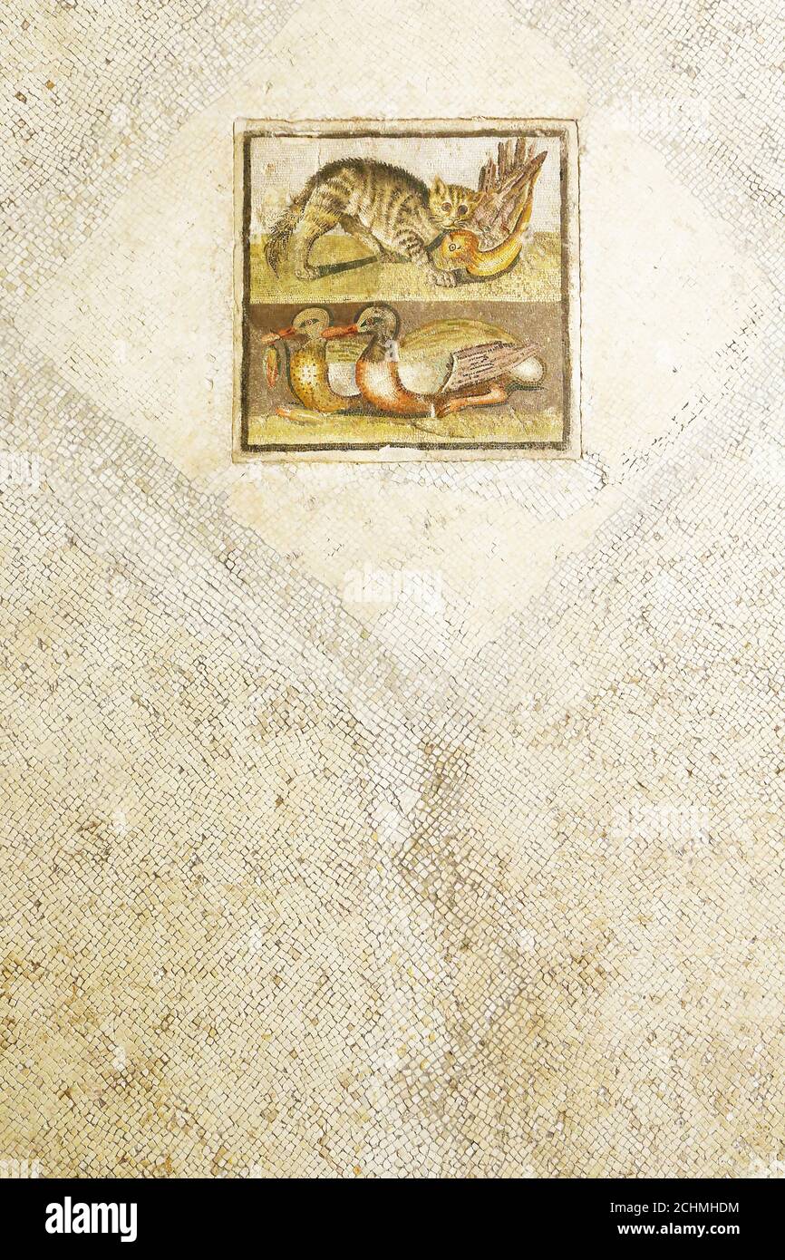 Mosaïque carrée romaine avec chat et canards Banque D'Images