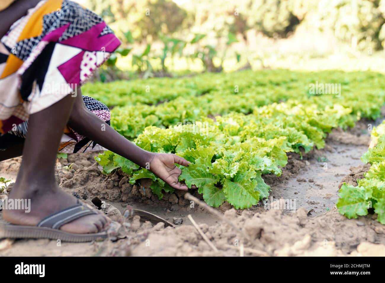 Photo candiée de la salade africaine touchante petit enfant en agriculture Champ dans un village africain typique Banque D'Images