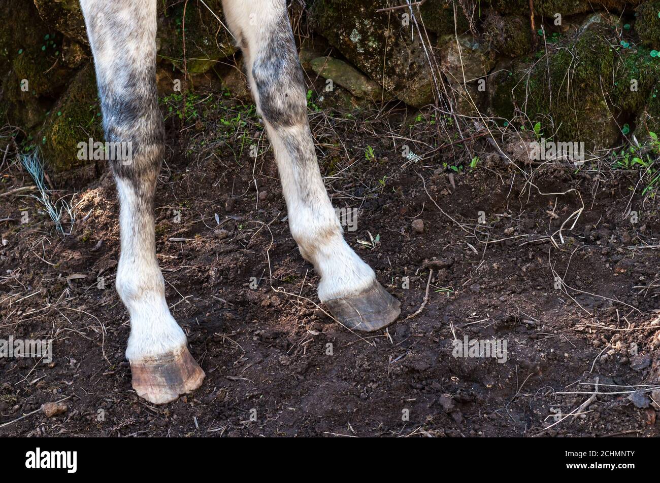 Gros plan d'un cheval blanc sur les pattes avant sur un pâturage dans la campagne à Cáceres, Estrémadure, Espagne. Banque D'Images