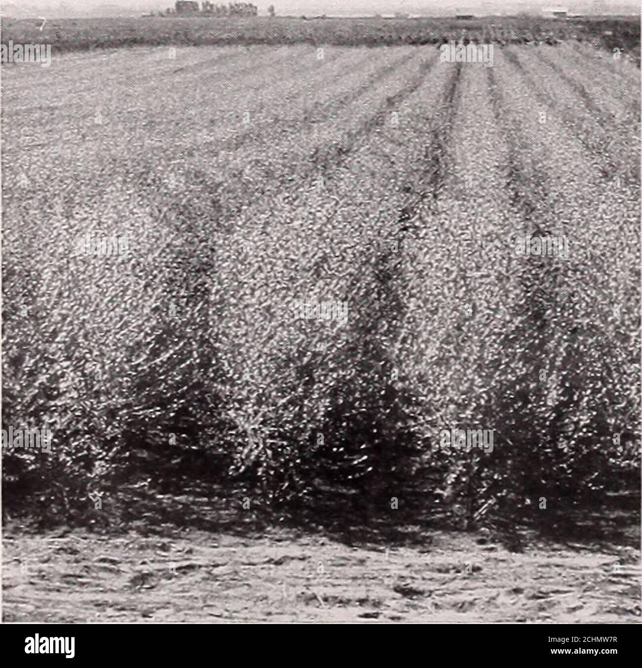 . Armstrong Nurseries . 80 $8.507.50 $7o.0060.00 $500.00 5/s à % inch .60 5.50 50.00 400.00 y2 à i/& inch vs à V2 inch .50 4.50 40.00 300.00 .40 3.50 30.00 200.00 Manzanillo. Cette olive fine est connue comme l'une des principales variétés commerciales. L'arbre est un producteur aplat, ayant tendance à jeter plus de branchlets des branches principales. Il est le support le plus prolifique des grandes olives.le fruit est grand, noir violacé, avec des taches cirées légères; mûrit complètement deux semaines avant la Mission, un facteur important dans les districts subjectto les premiers frostes. Les olives mûres lorsqu'elles sont séchées areunex Banque D'Images
