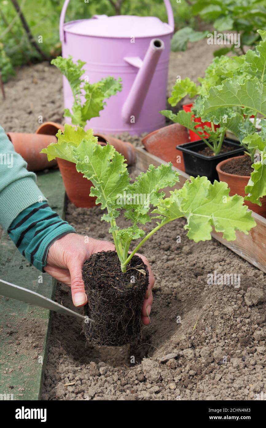 Brassica oleracea 'vert nain'. Plantation de jeunes plants de chou vert dans une parcelle de veg de cour arrière. ROYAUME-UNI Banque D'Images