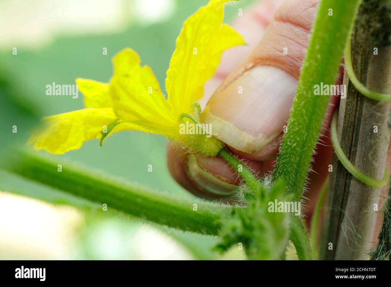 Cucumis sativus 'Socratess' en serre domestique. Retirer les fleurs mâles de la plante de concombre 'Socrates' pour prévenir l'amertume. Banque D'Images