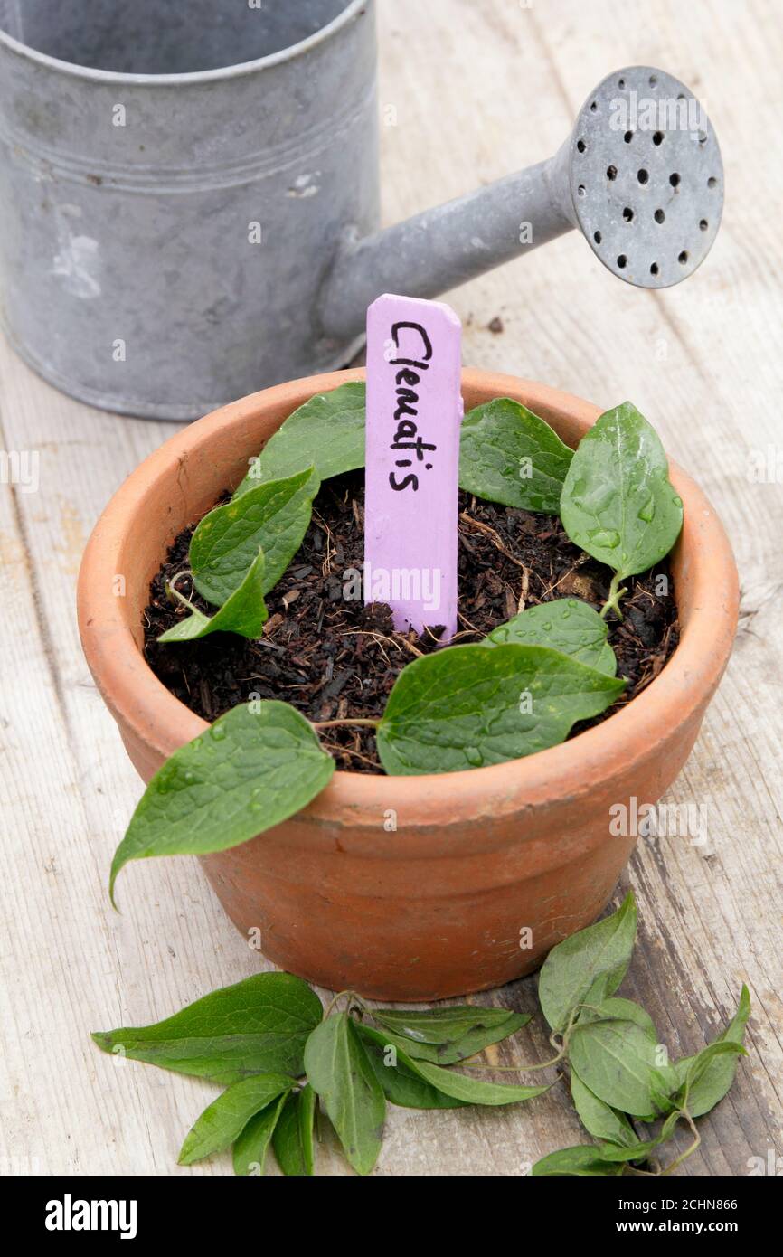 Propagation des plantes par boutures. Des boutures fraîches de clématis dans un pot. ROYAUME-UNI Banque D'Images