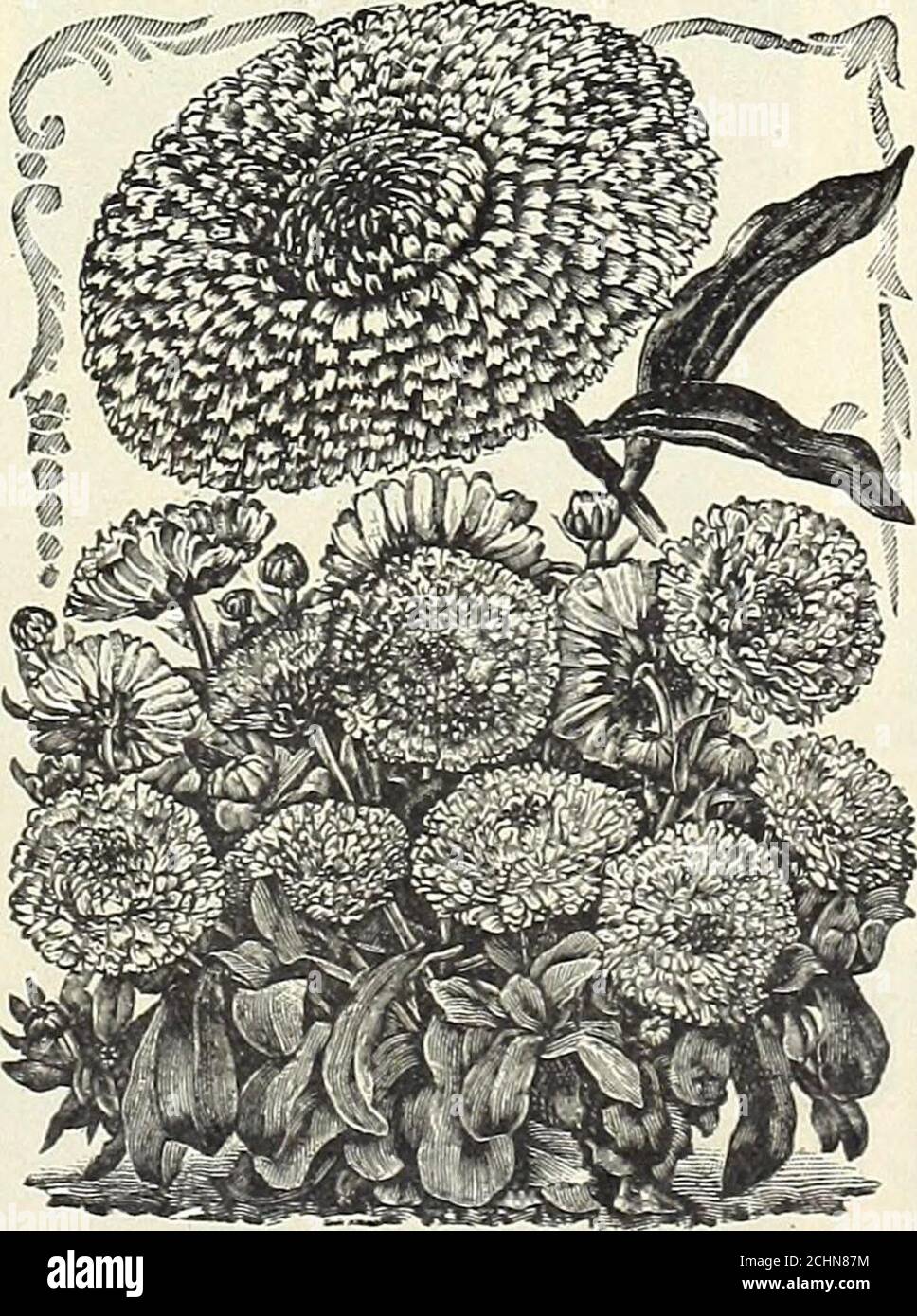 . Tout pour le jardin : 1906 . BEGONIA VERNON. TRÈS GRAND CALENDULA. AURICULA, mélange le plus fin (Primula auricula), plantes à faible croissance à fleurs printanières pour les boriculteurs ou les pots; grandes fleurs uniques parfumées portées en grappes sur des pics DE vigne de 4 à 6 po., grimpeur annuel à croissance rapide,10 à 15 pi.; fleurs blanches suivies de gousses de graines de type bal-loon BALSAM, un vieux jardin favori de croissance annuelle et facile; 1J à 2 pieds Double mélange de couleurs, choix supplémentaire, blanc parfait cramoisi, blanc à pois * rayé blanc, rouge et violet. .. Lavande le roi, double écarlate la reine, double rose Banque D'Images