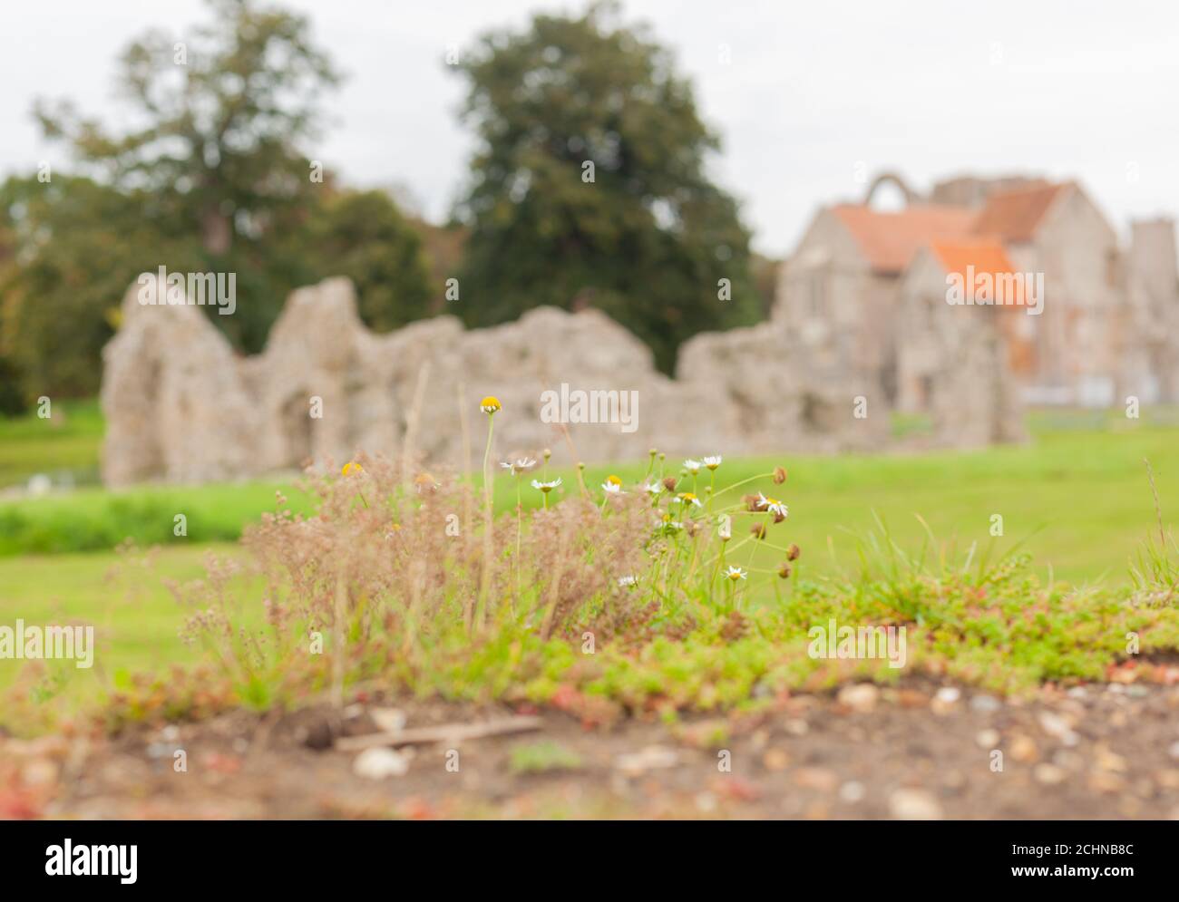 Britain's Heritage concept - fleurs sauvages qui poussent le long des murs des ruines antiques à l'acre du château priory, Norfolk, Grande-Bretagne. Flou d'arrière-plan Banque D'Images