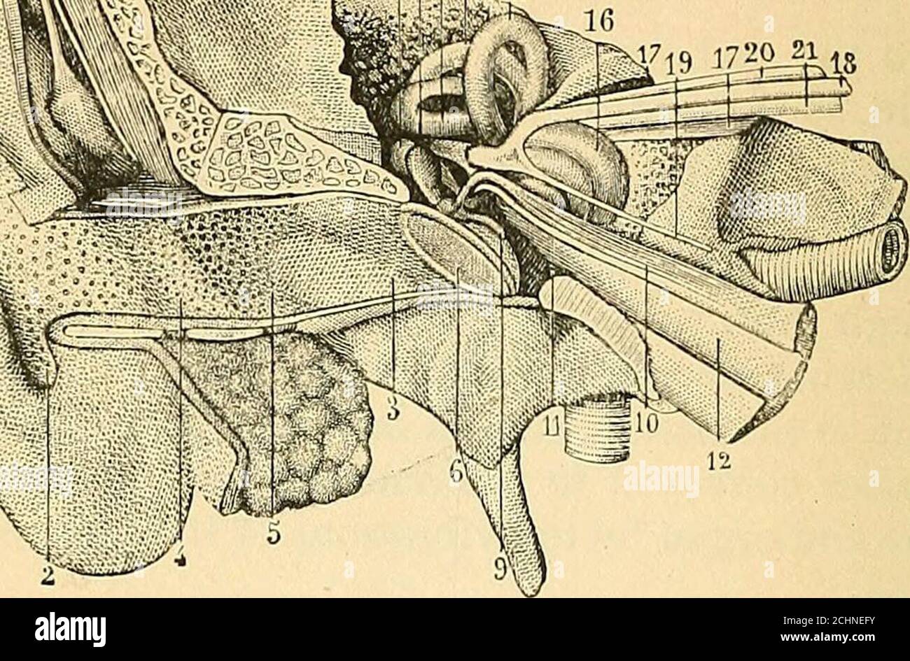 . Un ouvrage de physiologie comparative pour les étudiants et les praticiens de la médecine comparative (vétérinaire) . ;:ittl-n. FTG. 401. —Section à travers l'organe auditif (après Sappy). 1, pinna; 2, 4, 5, cavité ofconcha, méatus externe et auditif avec ouverture des glandes cérulaires; 6,membrana tympani; 7. partie antérieure de l'incus; 8, malléus; 9, longue poignée de mal-leus, attachée à la surface interne du tympan — elle est ici représentée asindrawn; 10, muscle tympanique; 11, tensi de la membrane, tensi; 12, Eustachiantube; 13, canal semi-circulaire supérieur; 14, canal semi-circulaire postérieur; 15, ext Banque D'Images