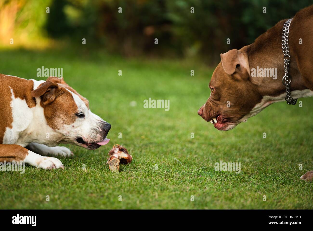 Deux chiens amstaff terriens qui se battent pour de la nourriture. Comportement agressif de chiens jeunes et vieux. Banque D'Images