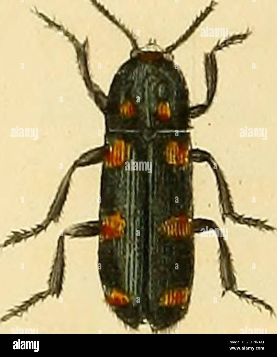 . Illustrations de l'entomologie britannique; ou, UN synopsis des insectes indigènes: Contenant leurs distinctions génériques et spécifiques . la courtoisie des autres je suis ignorant. SP. 3. Vitis. Sericeo-viridis, thoracis laterihus JIavo-testaceis, antennis testaceis.(long. corp. 6—7 lin.) SC. Vitis. Remplisseurs.—Martyn, pi. 1. f. 8.—an. Vitis. Steph. Cat. N° 117. Court, ové; entièrement d'un riche vert satiné changeant, avec les mar-gins latérales du thorax plus ou moins largement testacé-jaune, et parfois les marges extérieures de l'elytra, les coxae postérieurs et le bord antérieur de la fémora de l'obstacle sa Banque D'Images