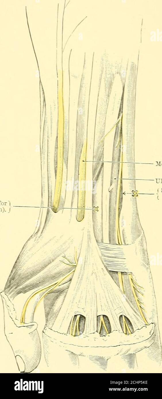 innervation du nerf sural