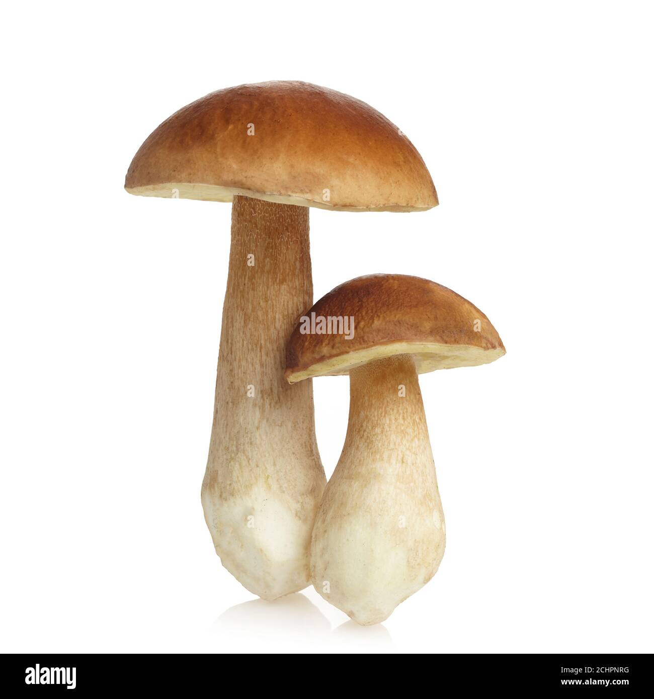 Champignon Boletus isolé sur fond blanc. Le roi bolete. Banque D'Images