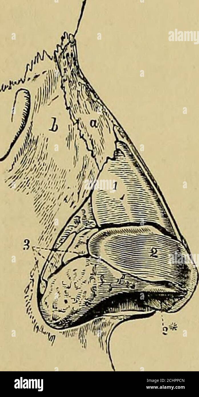 . Les éléments anatomiques de Quain . l, 1876, et Monatschr. f. Ohrenh., 1876 (fenestra rotunda). Sur l'aqueduc vestibuli et le saccus endolympliticus :—Key et Retmis, dans Studienii. d. Nervensystem, &c., 1874 ; Zuckerkcmdl, in Monatschr. f. Ohrenheilk., 1876 ; Weber-LiCl, in Centralbl. f. d. med. Wissensch., 1876, et Monatschr. f. Ohrenheilk., 1879 ; Mildingcr, in Zeitschr. f. Anat. u. Entw., 1876. Sur la cochlée :—Waldeyer, dans Striekers Handb., 1872 ; Gottstein, dans Arch. f. mikr.Anat., 1872 ; Pritchard urbain, dans Proc. Roy. SOC, 1872 et 1876 ; Bbttcher, dans Dorpatmed. Zeitschr., 1873 ; Hensen, Banque D'Images