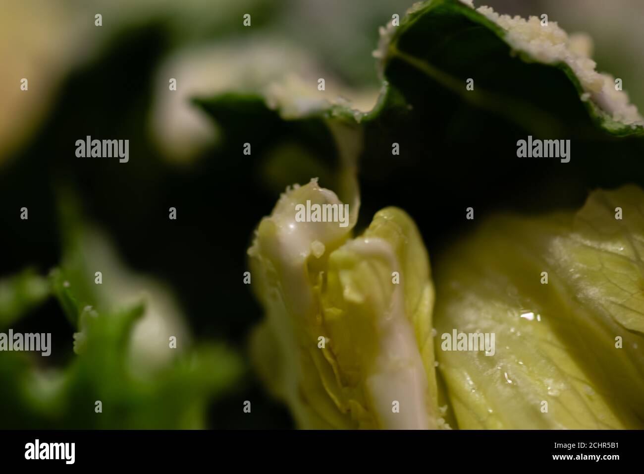 Photo macro de salade verte dans un bol Banque D'Images