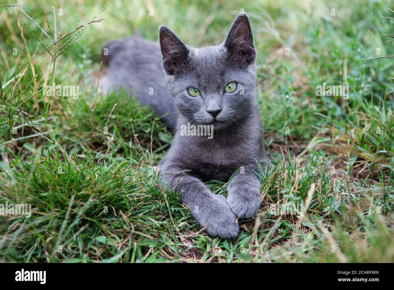 Chat Bleu Russe Un Petit Chaton Pedigree Gris Aux Yeux Verts Se Trouve Sur L Herbe Verte Photo Stock Alamy