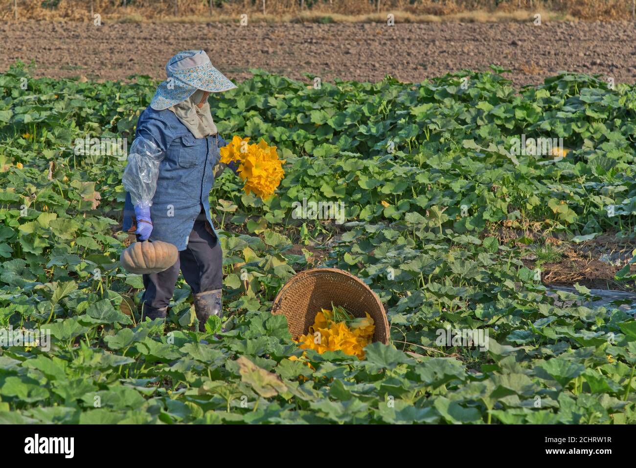 Une travailleuse de terrain portant des fleurs mâles de courge tropicale chinoise 'Cucurbita pepo' récoltées. Banque D'Images