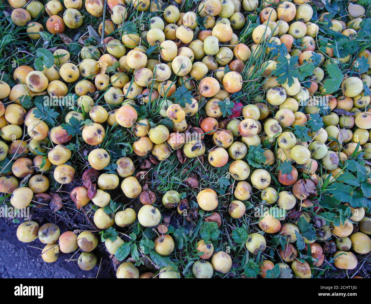 une pile de pommes pourries déchue est située sur le herbe Banque D'Images