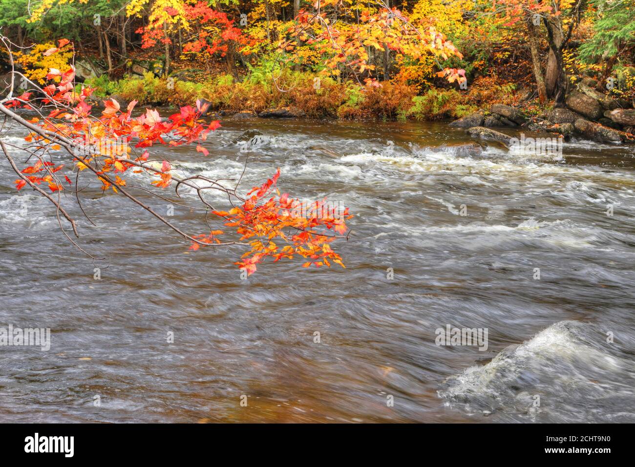 Vue sur les feuilles brillantes et les rapides du parc provincial Algonquin, Canada Banque D'Images