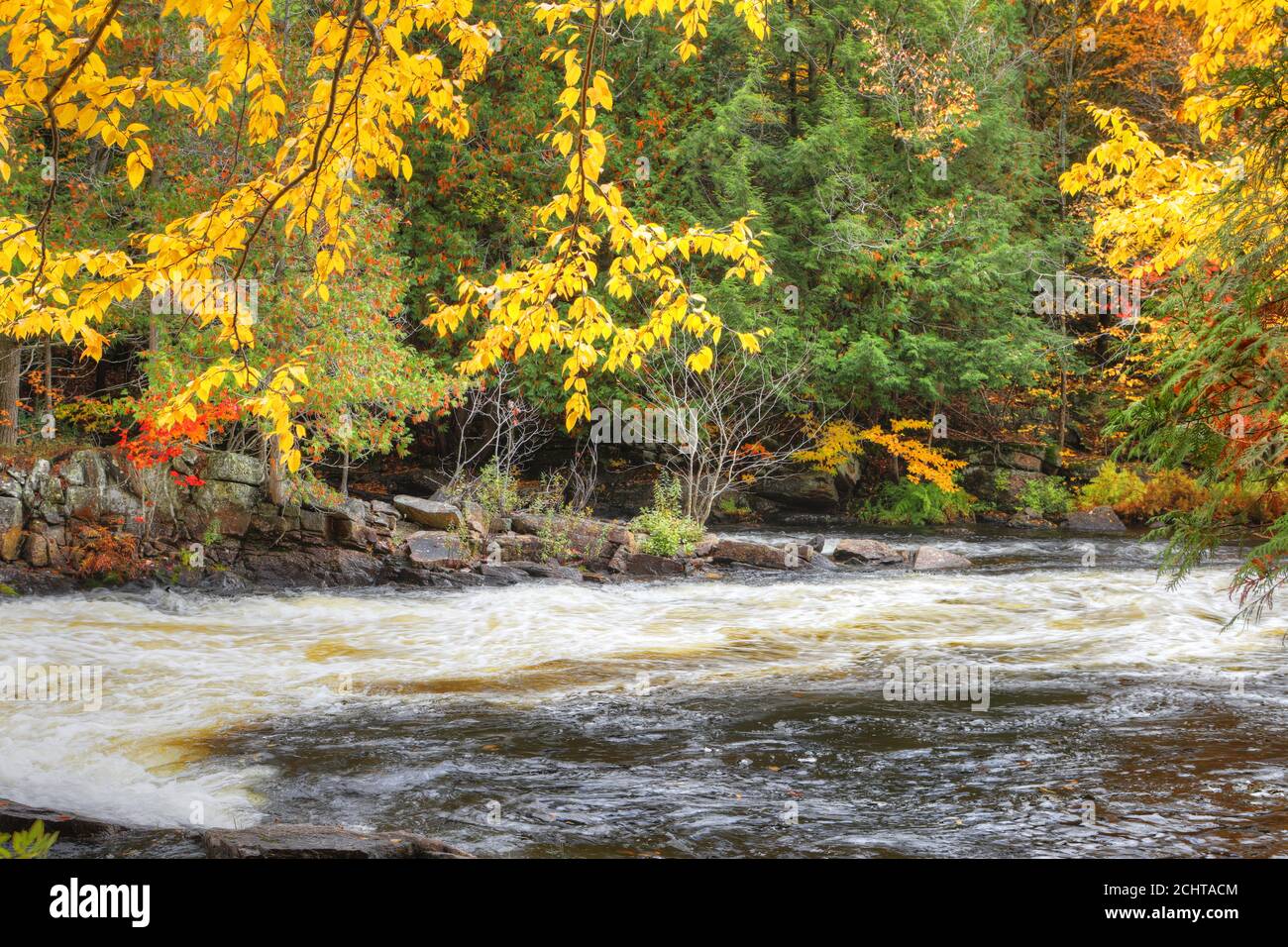 Vue sur les feuilles et les rapides colorés du parc provincial Algonquin, Canada Banque D'Images