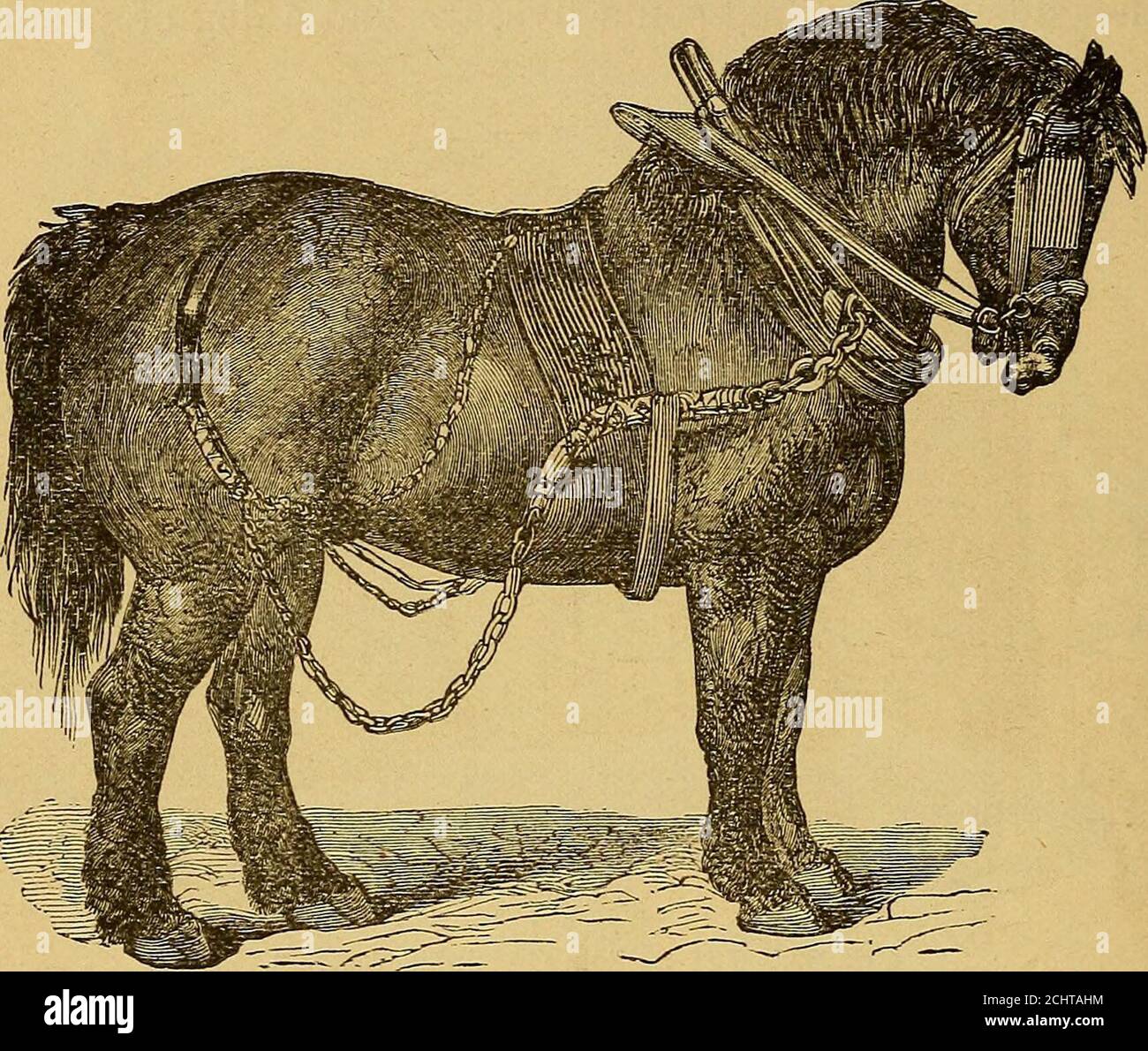 . L'art de dompter et d'éduquer le cheval .. . Figure 82.—l'étalon, Godolphin Arabian. Nature, adapté aux désirs des Esquimaux comme un fardeau de bâbord, pêcheur, chasseur, et c., et capable de subsister sur le plus petit prix de poisson. Un peu plus au sud, les Lap-landers ont le renne, qui non seulement prospère sur le thème propre à cette région, mais fournit les gens à la subsistance sous la forme de lait, de beurre, et de fromage. Hetravels avec rapidité sur de longues distances, traçant un traîneau sur le sol gelé, facilement guidé et contrôlé par le Lap-lander comme il est assis derrière. Sa peau fait le meilleur Banque D'Images