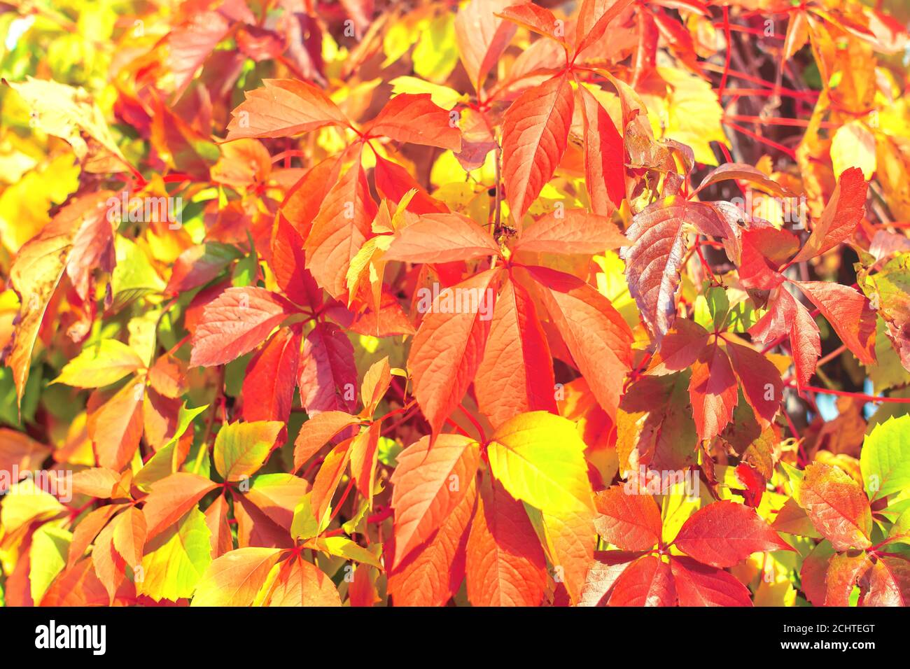 Super-réducteur de Virginie rouge vif (Parthenocissus quinquefolia) feuilles en automne Banque D'Images