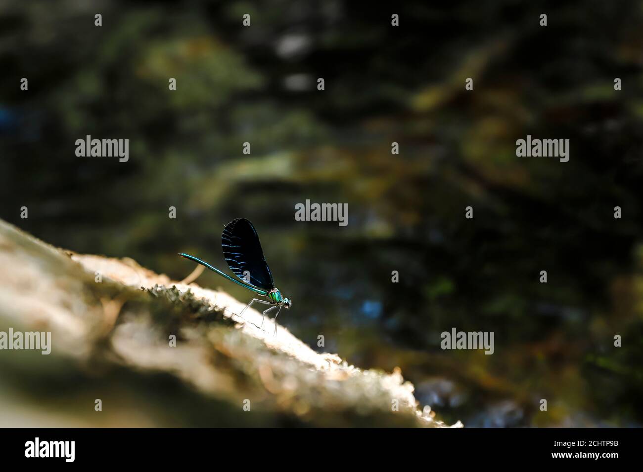 Une libellule bleue parmi les feuilles et dans son atmosphère naturelle. Banque D'Images