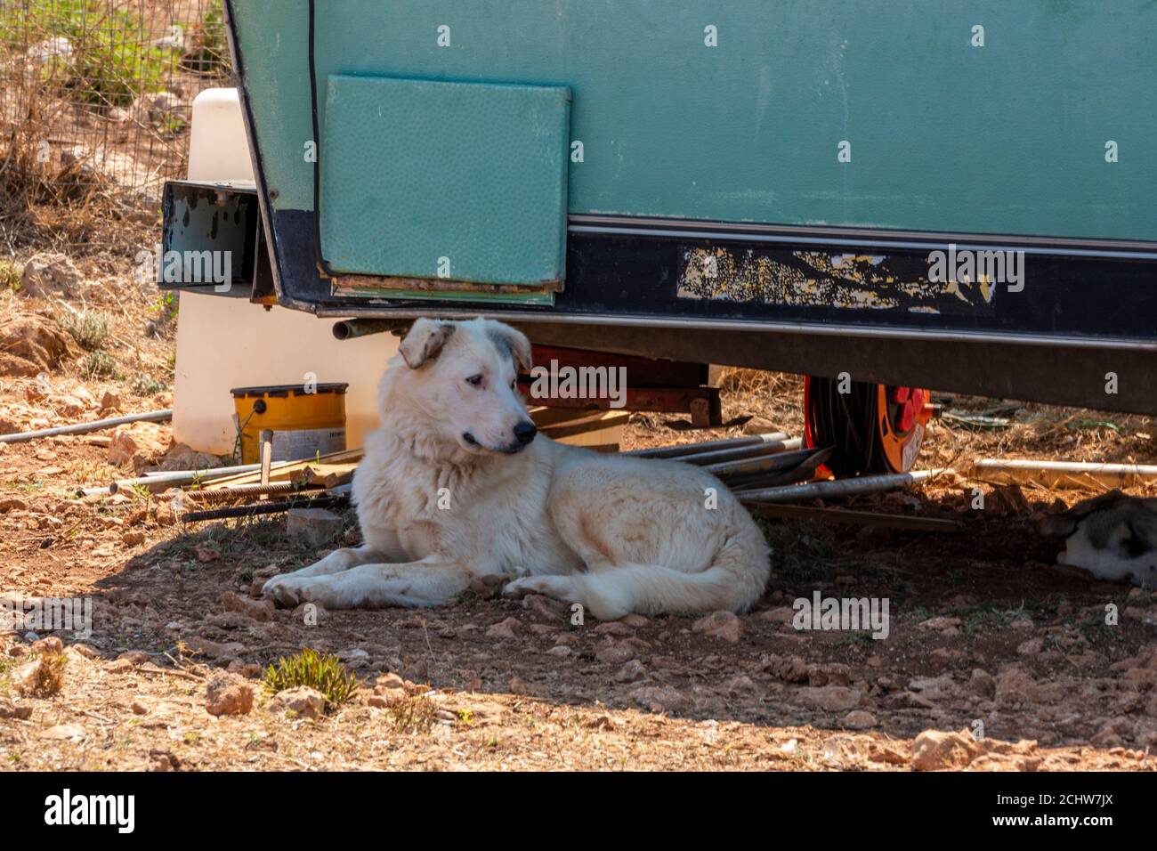 un chien de garde errant à l'ombre du soleil sous une caravka sur un site tzigane sur l'île grecque de zakynthos, zante, grèce Banque D'Images