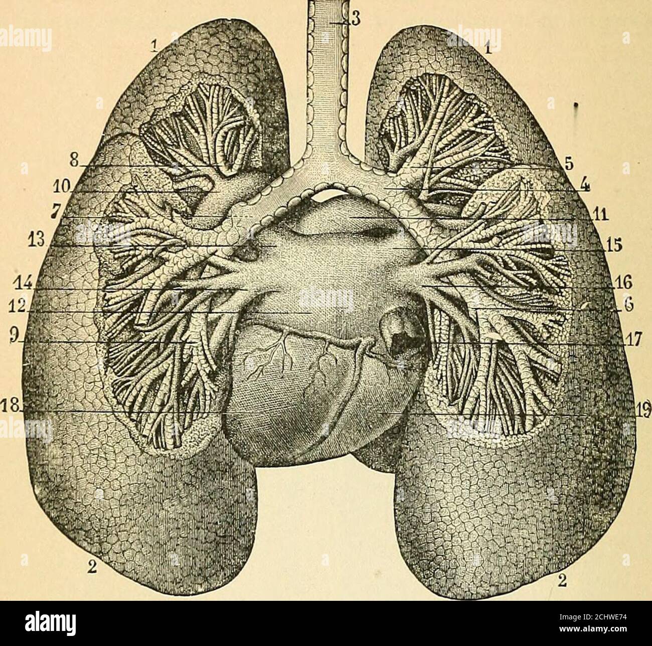 . Un ouvrage de physiologie comparative pour les étudiants et les praticiens de la médecine comparative (vétérinaire) . Fi&lt, p. ex. 2SJ.— poumons, vue antérieure (Sappy). 1, lobe supérieur du poumon gauche ; 2, lobe inférieur ; 3.fissure ; 4, encoche correspondant à l'apex du cœur ; 5. péricarde ; (i. lobe supérieur du poumon droit ; 7, lobe moyen ; 8, lobe inférieur ; 9. fissure : 10, fissure ; 11, diaphragme ; 12. médiastin antérieur ; 13. glande thyroïde ; 14. aponévrose du col central ; europsie cervicale ;  . 15.process de l'attachement du médiastin au péricarde; 1G, 10, septième côtes; 17,17.muscles transverse; 18. linea alba. Tention à l'aspe physiologique Banque D'Images