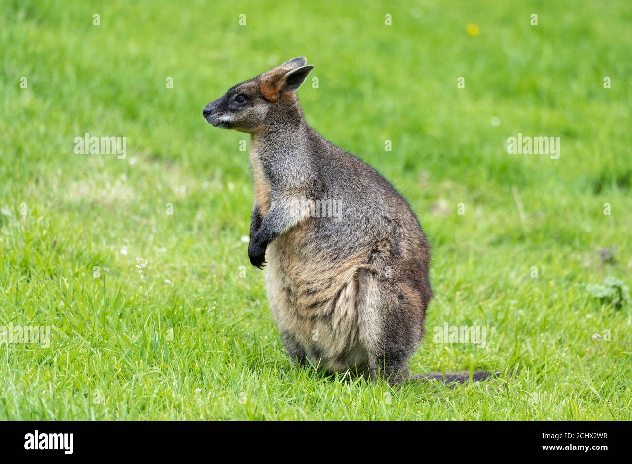 Wallaby marécage (Wallabia bicolor) dans l'enceinte de l'Outback de Wallaby au zoo d'Édimbourg, en Écosse, au Royaume-Uni Banque D'Images