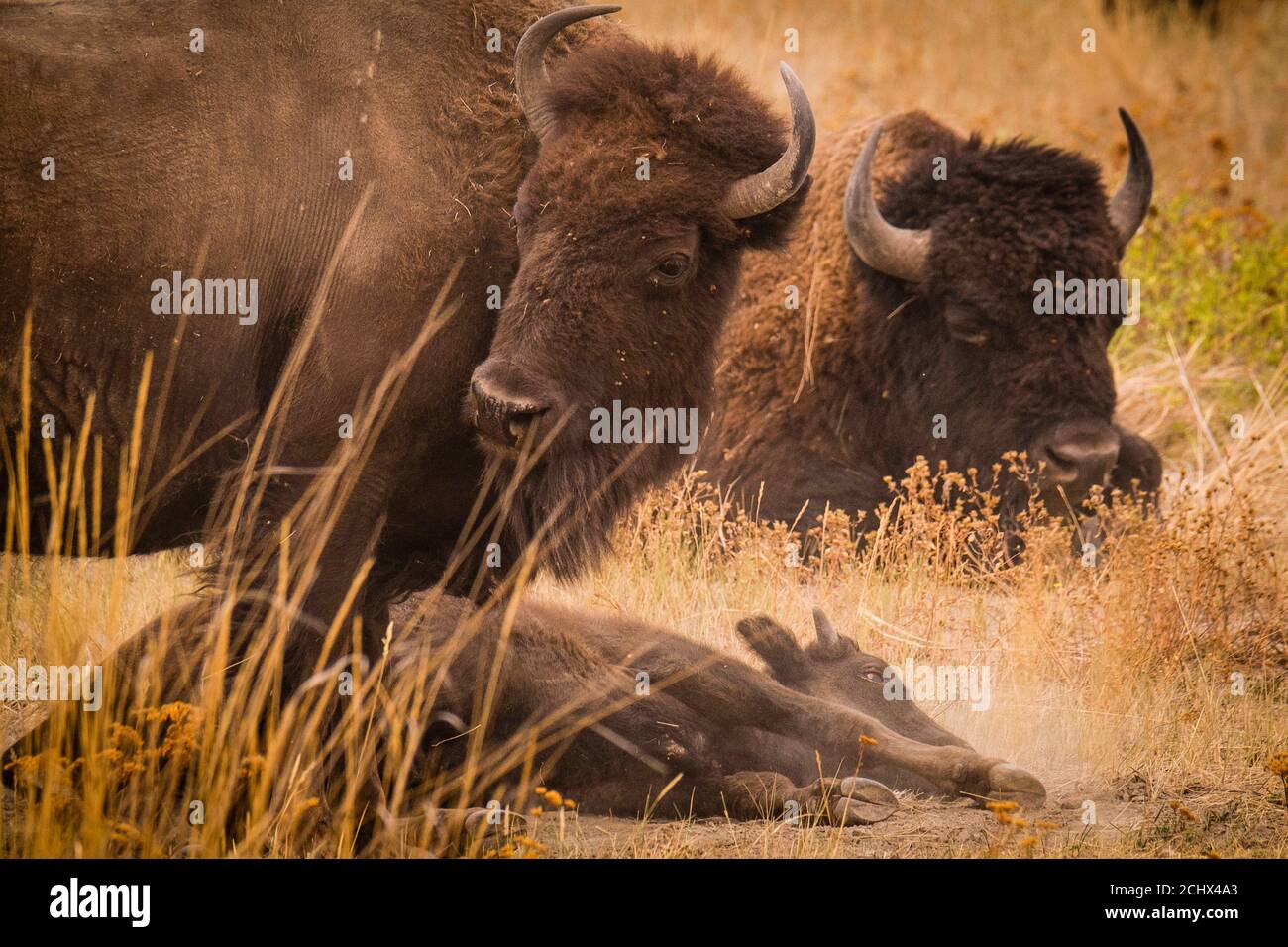 Charlo, Montana, États-Unis. 13 septembre 2020. La Nation Bison Range, réserve naturelle nationale créée en 1908 pour offrir un refuge au bison américain. Environ 400 bisons partagent plus de 18,000 acres avec plus de 200 espèces animales dans le nord-ouest du Montana, dans la réserve indienne de Flathead. Crédit : Kent Meireis/ZUMA Wire/Alay Live News Banque D'Images