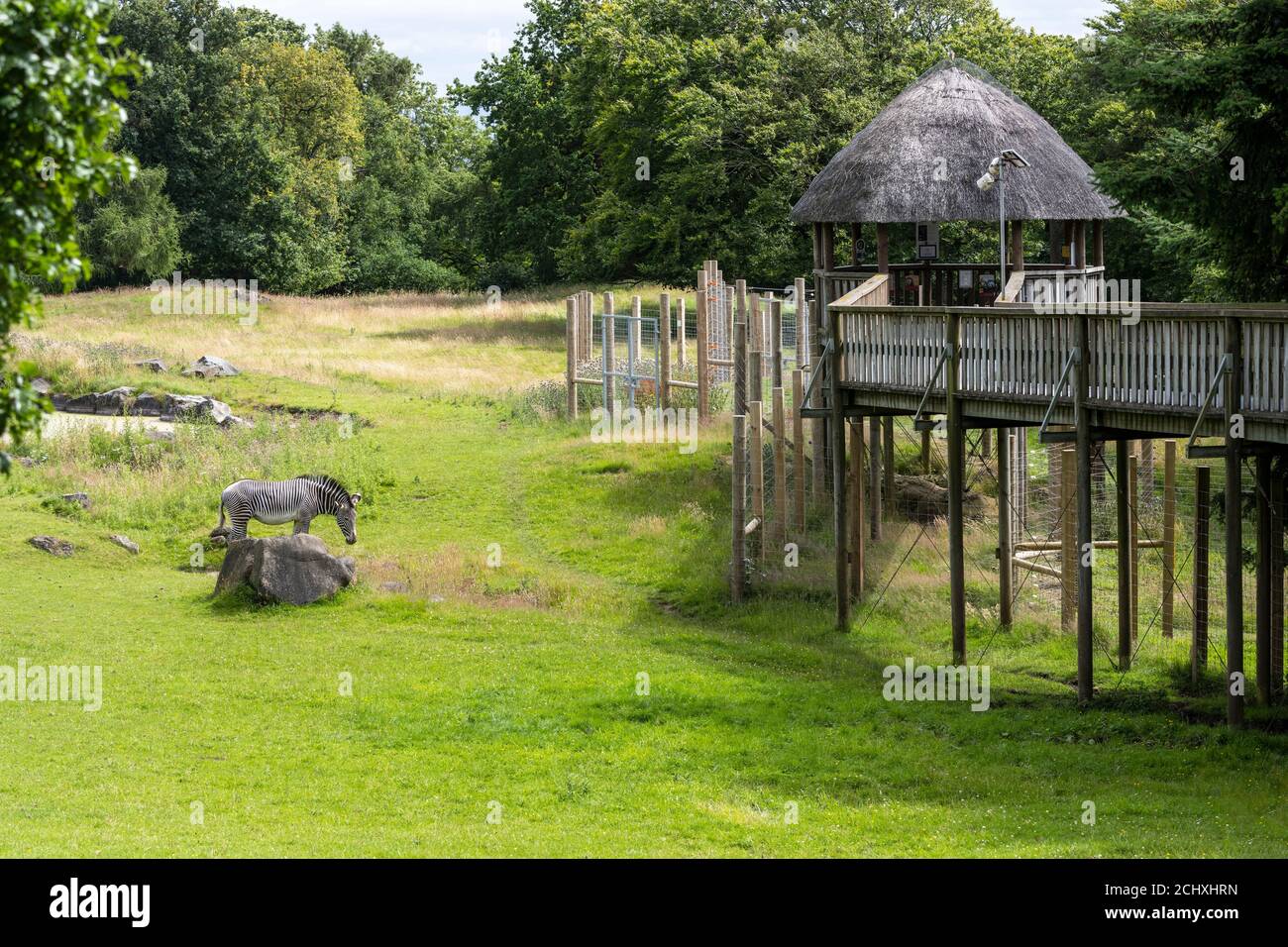 Plate-forme d'observation des visiteurs dans une enceinte de plaines africaines au zoo d'Édimbourg, en Écosse, au Royaume-Uni Banque D'Images