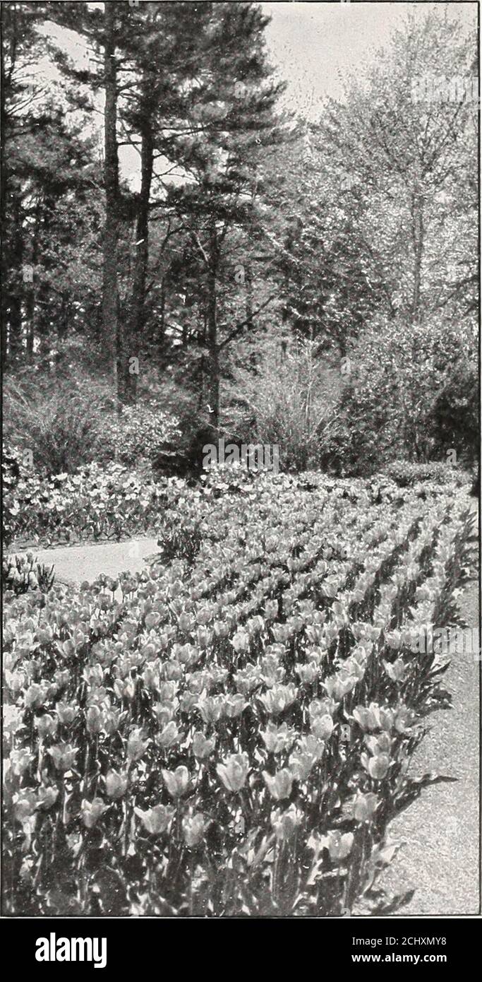 . Le catalogue des ampoules de Beckert : automne 1916 . la bande blanche au milieu de chaque pétale et l'élargissement vers la base ajoute à la beauté 04 40 2 75 *la Reine Maximus. ll-M. Rose blanche, ailé; identique à la Reine, mais deux fois sa taille 04 40 2 75 la Remarquable. 12-L. Immenses fleurs aux pétales réfléchissants ; violet bordeaux, bordure claire 06 50 3 50 le Matelas. 12-E. Rose argenté à bout blanc et à l'ombre avec blanc-rouge . 05 45 3 00Président Lincoln (Reine de Violets).10-M. Violet pâle, blanc avivé; bon lit 04 4Q 2 50 Primrose Queen (Herman Schlegel).10-M. Primrose SULT ; couleur différente de la couleur de la mousse Banque D'Images