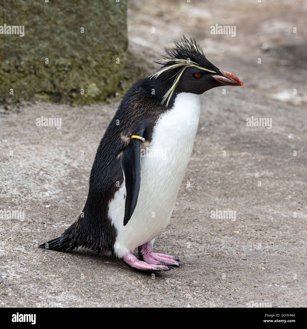 Le Nord ou long crested Rockhopper Penguin (eudyptes moseleyi) dans l'enceinte des pingouins au Zoo d'Edimbourg, Ecosse, Royaume-Uni Banque D'Images
