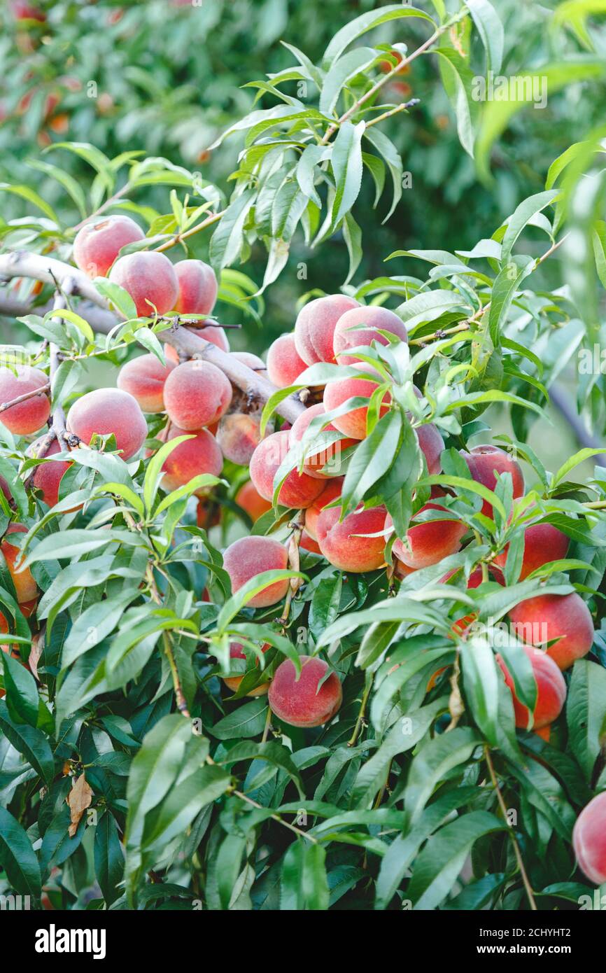 Pêches sur l'arbre. Récoltez des pêches mûres sur un arbre de pêche dans le jardin à l'extérieur. Abondance de la fertilité des arbres fruitiers en horticulture. Banque D'Images