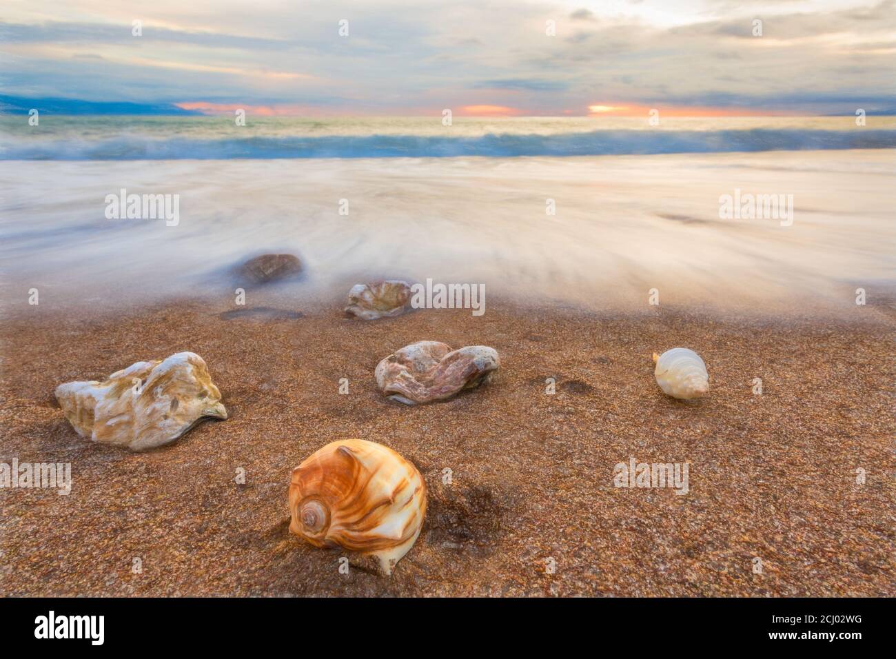 Les coquillages sont assis sur la plage tandis que l'eau se précipite vers La côte Banque D'Images