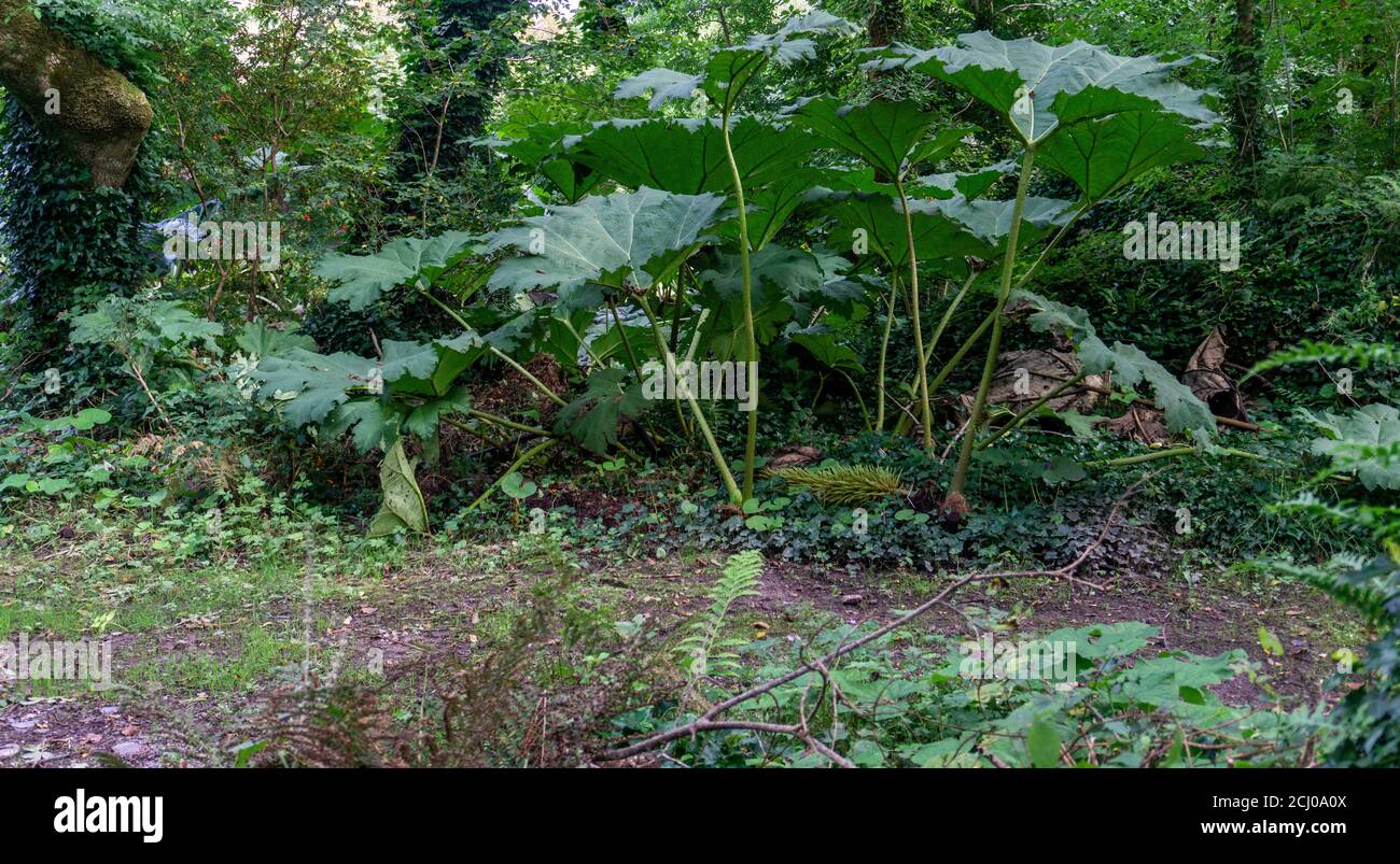 une jeune plante de rhubarbe, gunnera manucata, dans un cadre forestier. Banque D'Images une jeune plante de rhubarbe, gunnera manucata, dans un cadre forestier. Banque D'Images