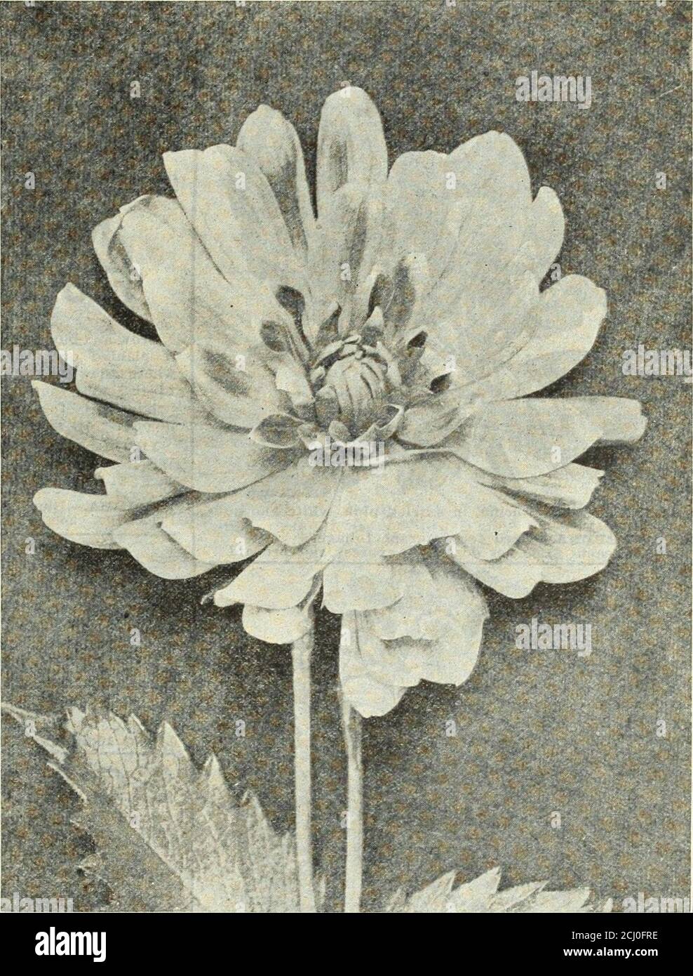 . 1915 Griffith et Turner Co. : fournitures agricoles et de jardin . GRAND jaune OP.—jaune pur, pétales de quintette. WM. POINT DE RENCONTRE — teinte délicate ofshell-rose. ROUGE HUSSAR. — cramoisi intense. STORM KING.—blanc pur. TRIOMPHE DE SOLFERINO. —Dwarf, Bright solferino. ZÉBRÉ.—blanc, bordé d'azulac. VARIÉTÉS DÉCORATIVES CLÉOPATRA.—teinte riche du marron vel-vety-crimson. DELICE.—magnifique rose éclatant. BUREKA.—Deep rose.FRANK L. BASSETT.—violet rosé brillant. PLUIE DE FEU.—Rouge cardinal riche. GRAND-DUC ALEXIS. — PureWhite, délicatement teinté de paléocalendrier. HENRY PATRICK, superbe blanc pur. CRIC Banque D'Images