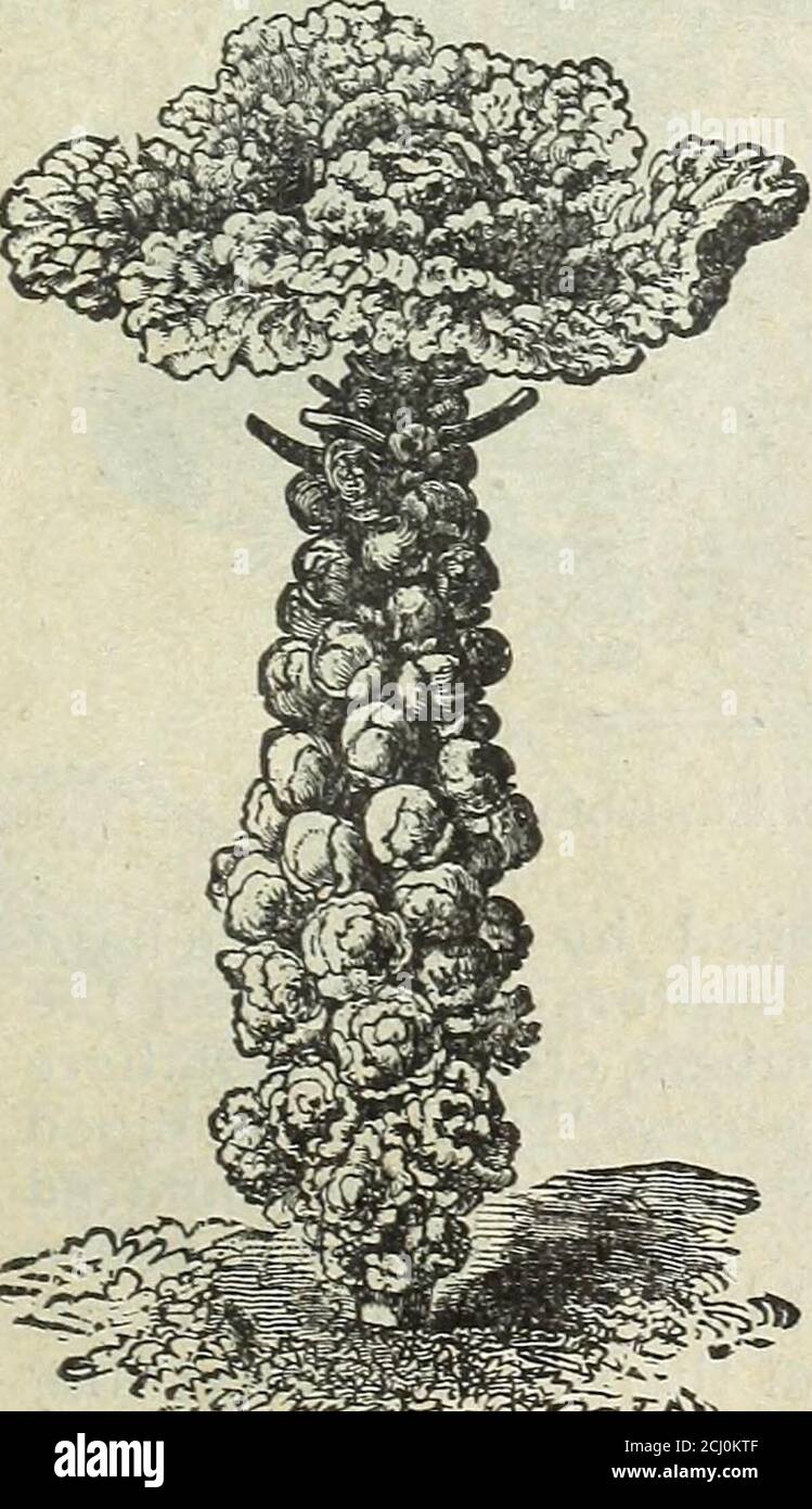 . Catalogue de semences et manuel de jardin de Steckler pour les États du sud : 1901 . betterave à nip. BORECOLE OU CURI/ED KAI/E. Choux-vert (FR.), Gruener Kohe (GER.), Breton (SP.)Dwarf Verts allemands. Un légume très estimé dans la partie nord de l'Europe, mais très peu cultivé dans ce pays. Il répare le givre pour le rendre bon pour la table. Traités les thesames comme du chou. BROCOLI. Choux Broccoli (FR.), Spargee-Kohl (GER.), Broculi (Span.) Cape pourpre. Ressemble au chou-fleur, mais sans tête compacte sujh, et pas tout à fait blanc, beingof verdâtre moulé. Nous élevons un tel chou-fleur fin ici que Banque D'Images