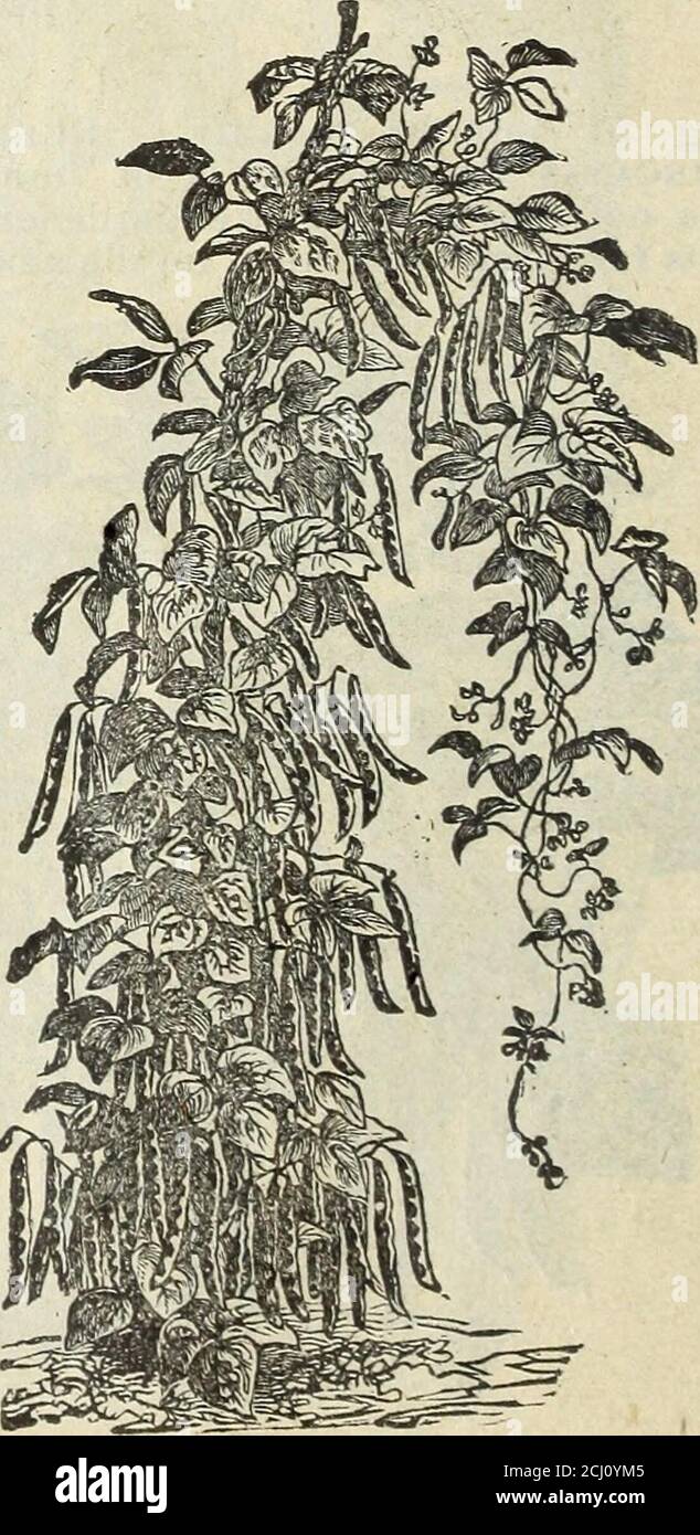 . Catalogue de semences et manuel de jardin de Steckler pour les États du sud : 1901 . ve then Large Lima. Otter Ã feuilles de saule méridional. Il s'agit d'une variété qui est grognée par les jardiniers du marché au sujet de New or-Baths; les gousses et les haricots sont les mêmes que le Sewee ou le haricot de Caroline; il est tout à fait éteint dans les feuilles, étant étroit comme le thewillow. Il tient la chaleur mieux que toute autre haricot de beurre, et est très productif.originaire ici, et a été introduit par le feu R. Frotscher. Couteau à lame hollandaise. Un très bon PoleBean; il est tôt; les gousses larges et longues; un peu tourné vers la fin Southern Prol Banque D'Images
