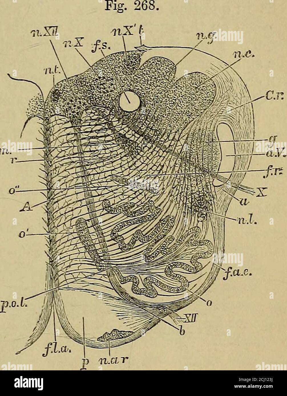 Les Elements De L Anatomie De Quain T A Propos De Themiddle Op Le Corps Olivarz Valeur Sch F L A Fissure Mediane Anterieure N Ar Noyau Arciformis P Pyramide Xii Faisceau De Nerf