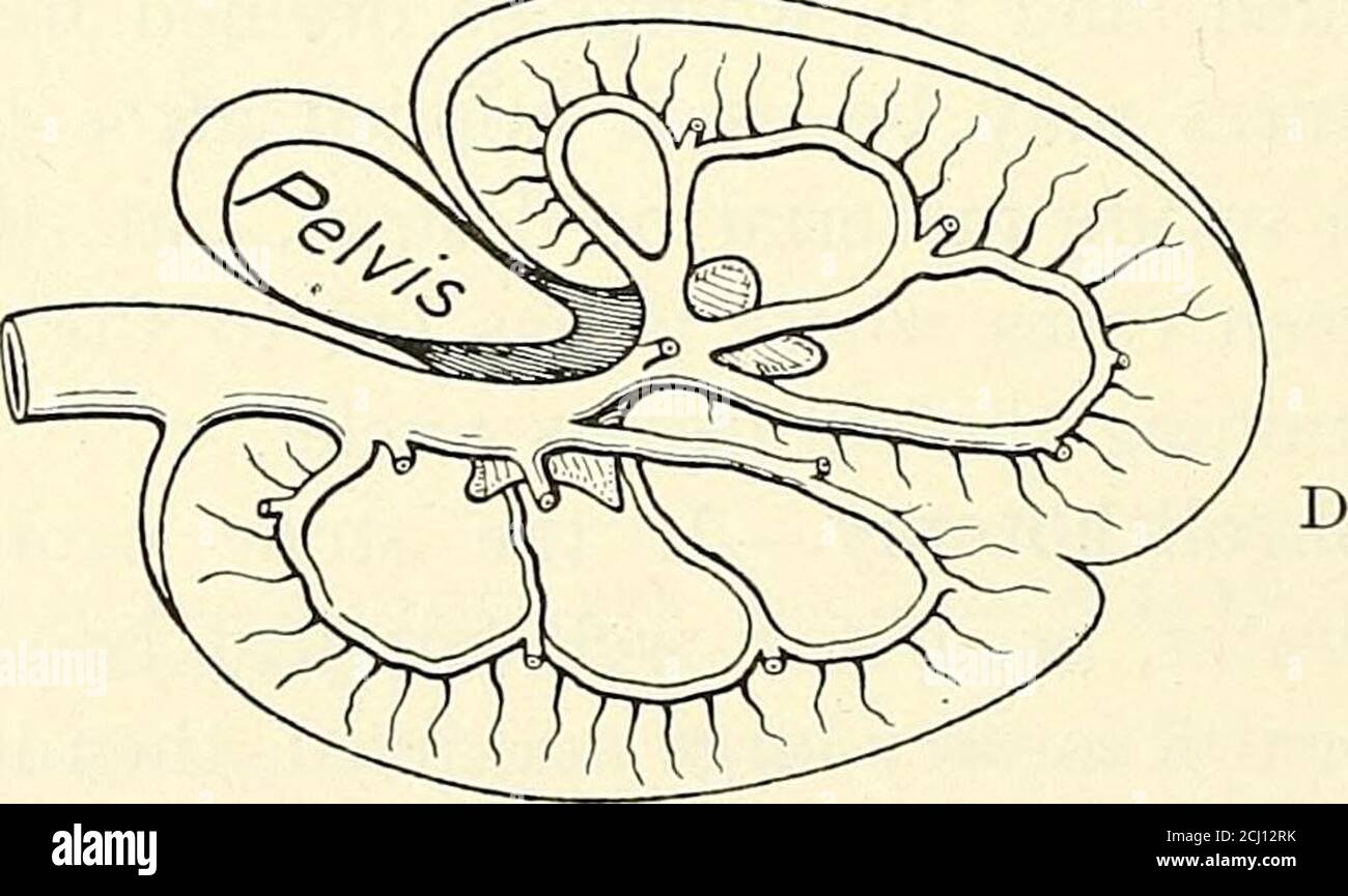 . Un manuel de chirurgie opératoire . Postérieur postérieur. FIGURE 138.—ANATOMIE DU REIN ET DISTRIBUTION DE SES VAISSEAUX. {After Max Brodel.)vue latérale du rein (rendu transparent) pour montrer les huit divisions du bassinet rénal :1, supérieur; 8, inférieur; 2, 4, 6, groupe antérieur; 3, 5, 7, groupe postérieur. La division corre-spongiante en lobules à la surface du rein est faiblement indiquée par des lignes pointillées.coupe transversale à travers le rein et le pelvis pour montrer la division du pelvis entre les divisions intoantérieures et postérieures, et l'arrangement des papilles et des pyramides :a, axe du pelv Banque D'Images . Un manuel de chirurgie opératoire . Postérieur postérieur. FIGURE 138.—ANATOMIE DU REIN ET DISTRIBUTION DE SES VAISSEAUX. {After Max Brodel.)vue latérale du rein (rendu transparent) pour montrer les huit divisions du bassinet rénal :1, supérieur; 8, inférieur; 2, 4, 6, groupe antérieur; 3, 5, 7, groupe postérieur. La division corre-spongiante en lobules à la surface du rein est faiblement indiquée par des lignes pointillées.coupe transversale à travers le rein et le pelvis pour montrer la division du pelvis entre les divisions intoantérieures et postérieures, et l'arrangement des papilles et des pyramides :a, axe du pelv Banque D'Images