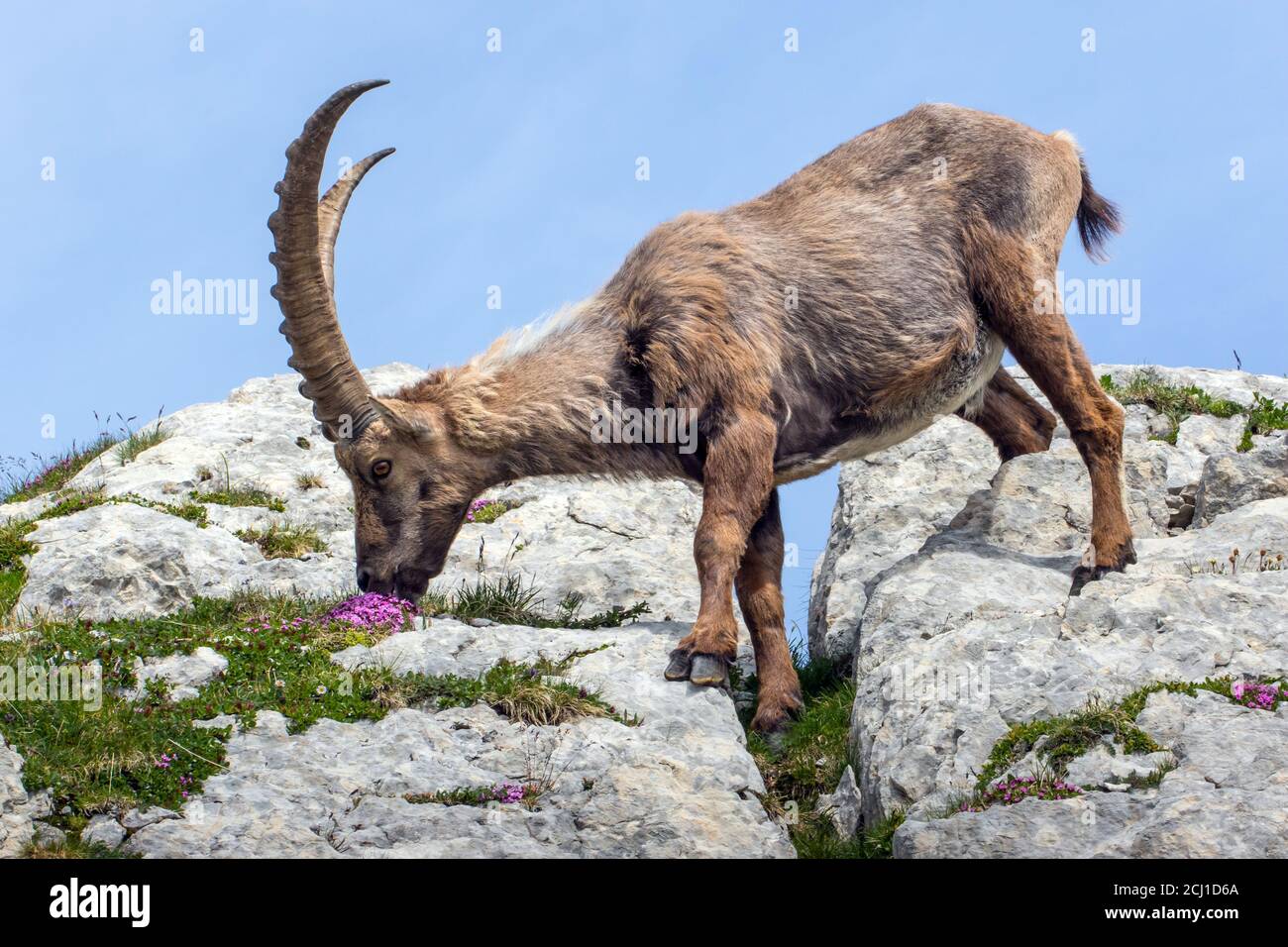 Alpine ibex (Capra ibex, Capra ibex ibex), nourrit des fleurs dans un rocher, Suisse, Alpstein, Saentis Banque D'Images