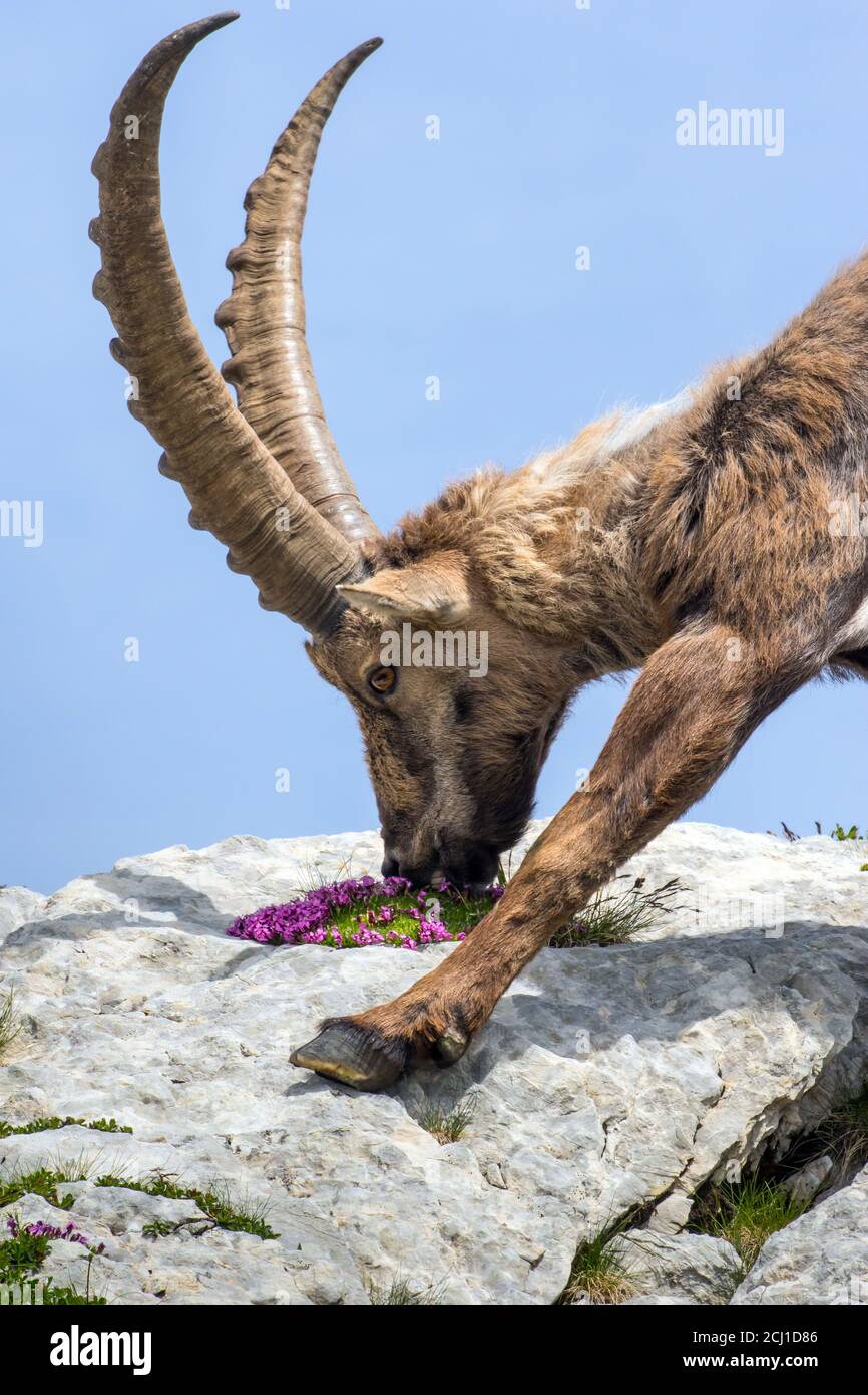 Alpine ibex (Capra ibex, Capra ibex ibex), nourrit des fleurs dans un rocher, Suisse, Alpstein, Saentis Banque D'Images
