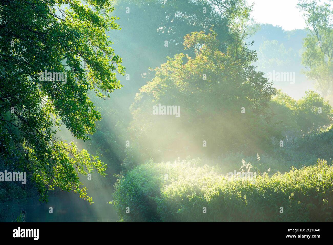 vallée de la rivière Dijle au lever du soleil, Belgique, Brabant, Réserve naturelle de Doode Bemde Banque D'Images