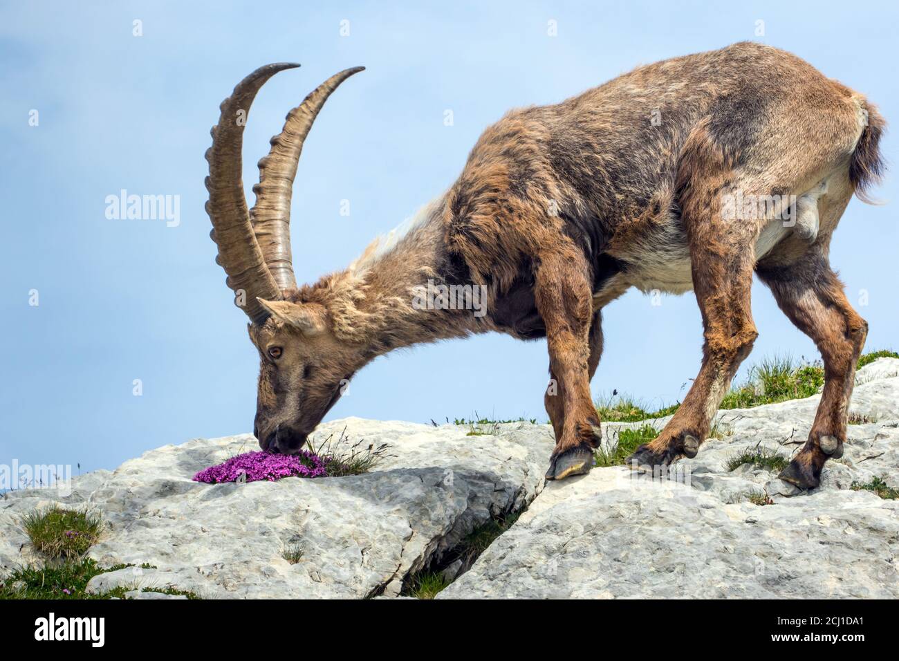 Alpine ibex (Capra ibex, Capra ibex ibex), nourrit des fleurs dans un rocher, Suisse, Alpstein, Saentis Banque D'Images