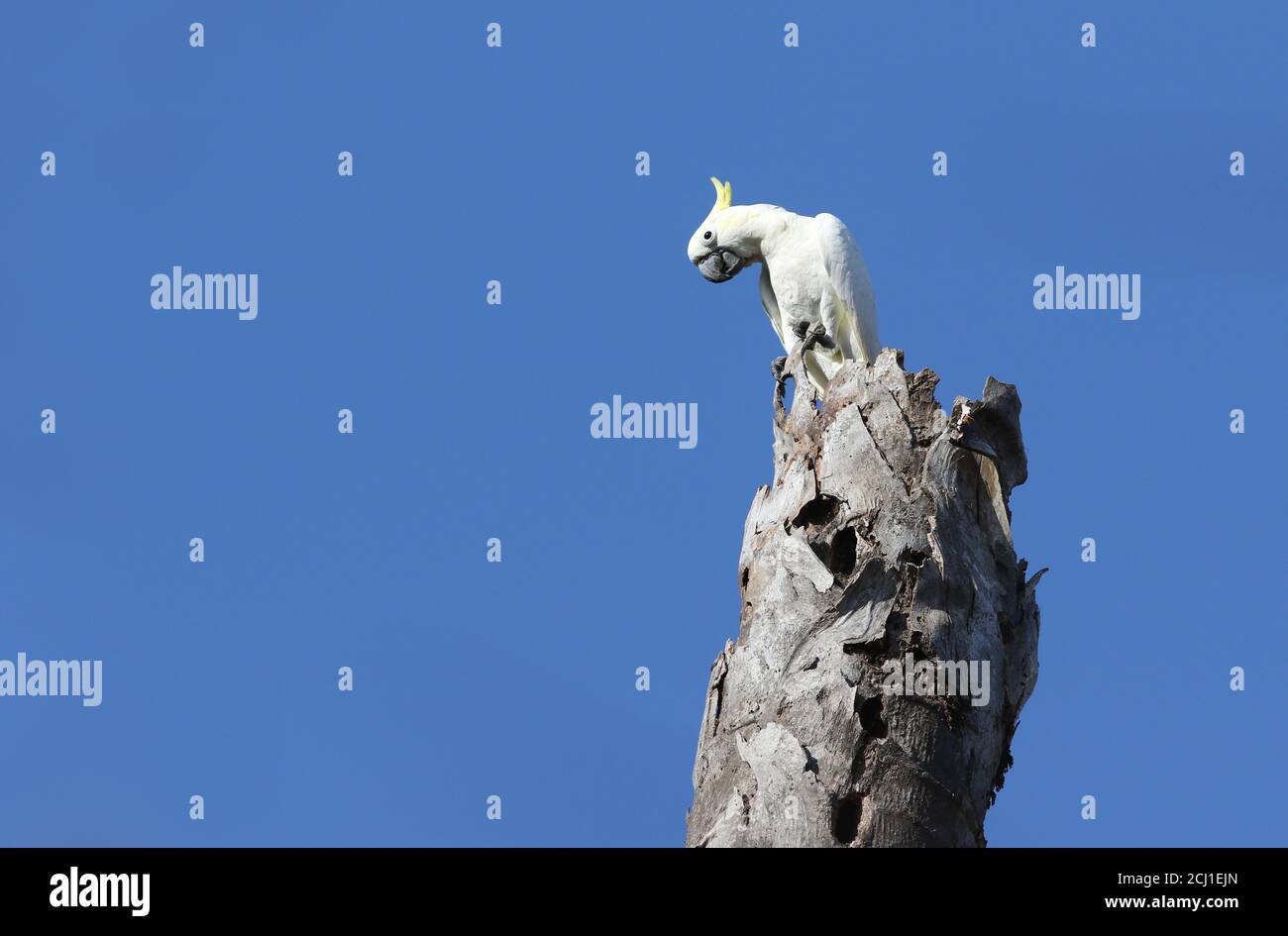 Cacatua galerita (Cacatua galerita), perchée sur un museau d'arbre, Indonésie, île de Komodo Banque D'Images