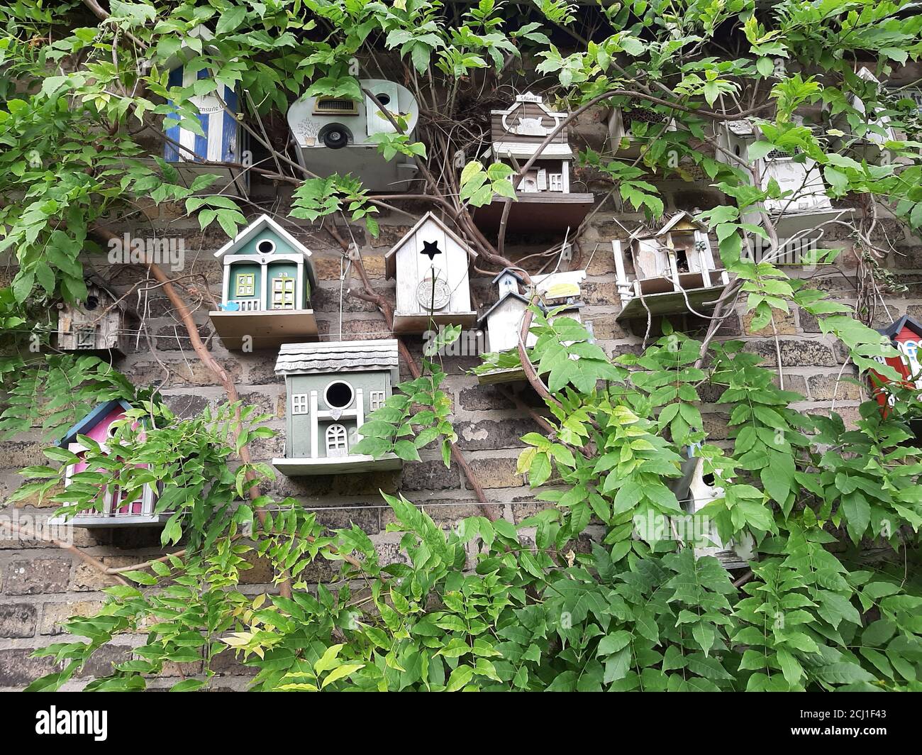 Mur de verdure avec plusieurs maisons d'oiseaux impaires, Allemagne Banque D'Images